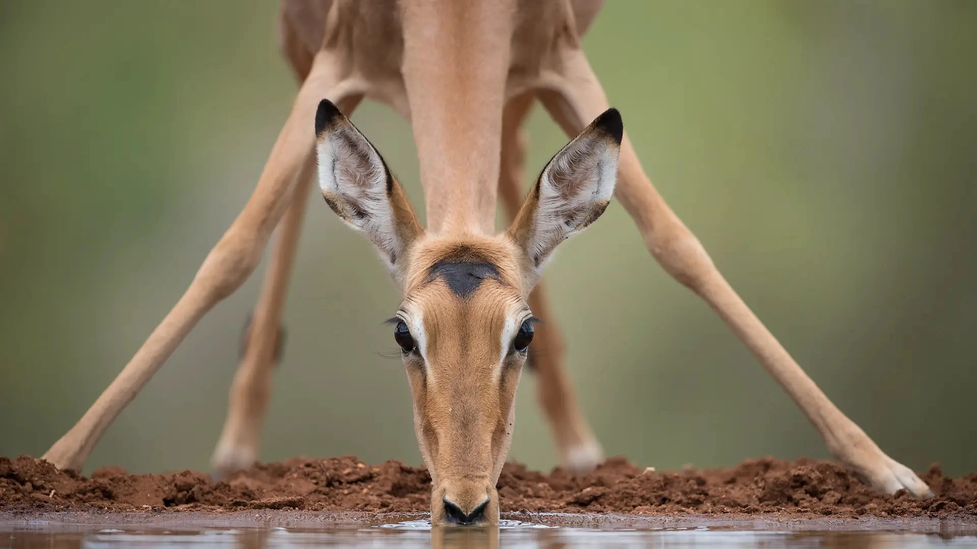 Just Animals