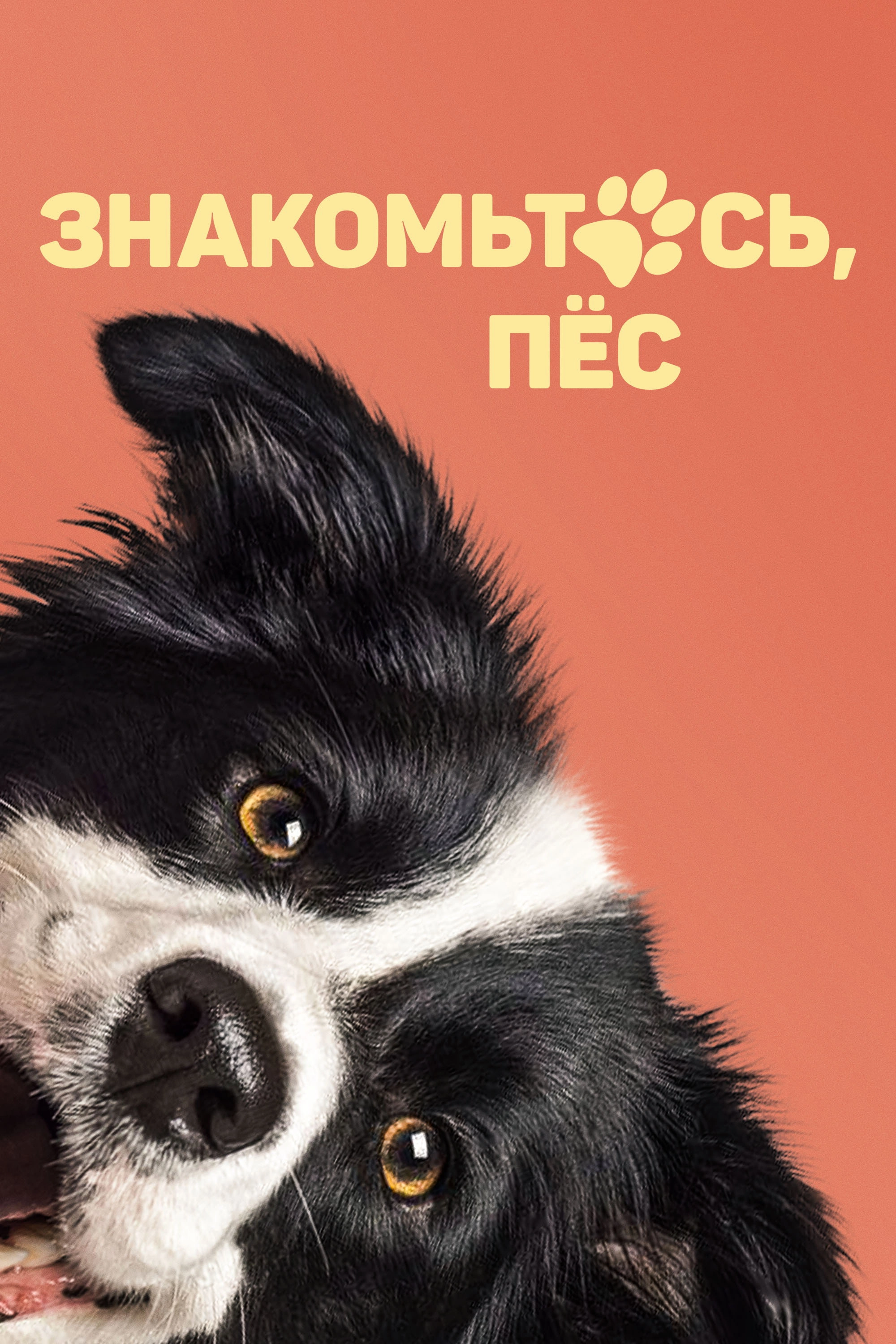 Say It Through the Dog