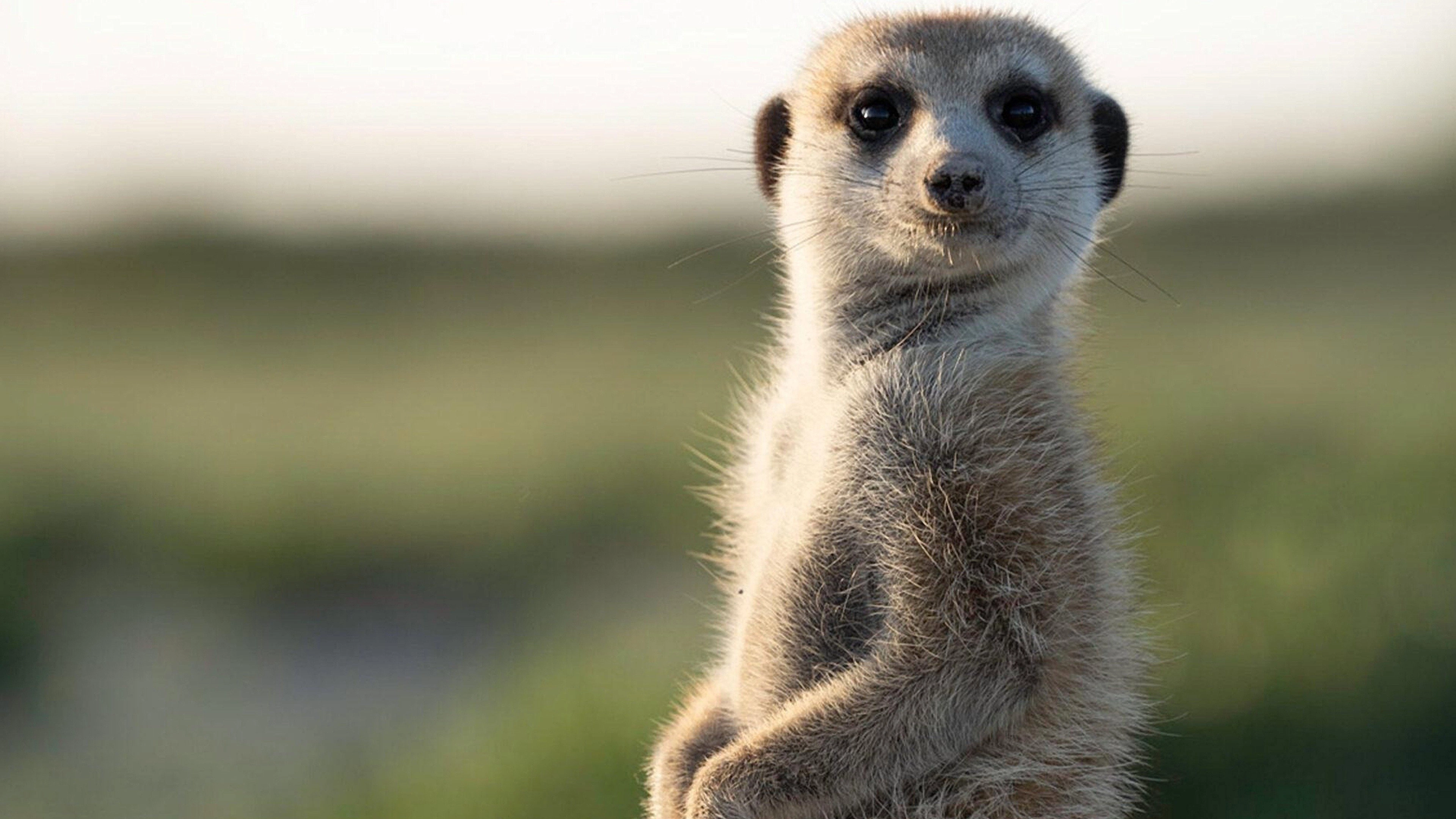 Meerkat Manor: Rise of the Dynasty