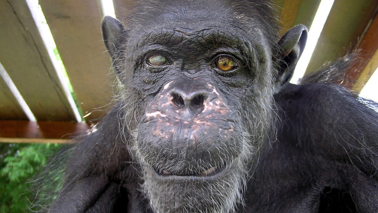 Schimpansen im Kongo mit Jane Goodall