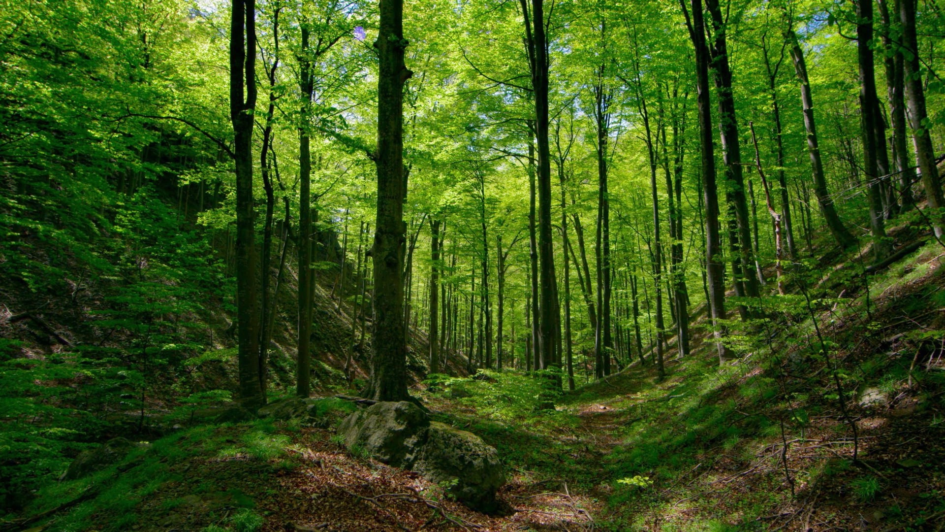 Untamed Romania
