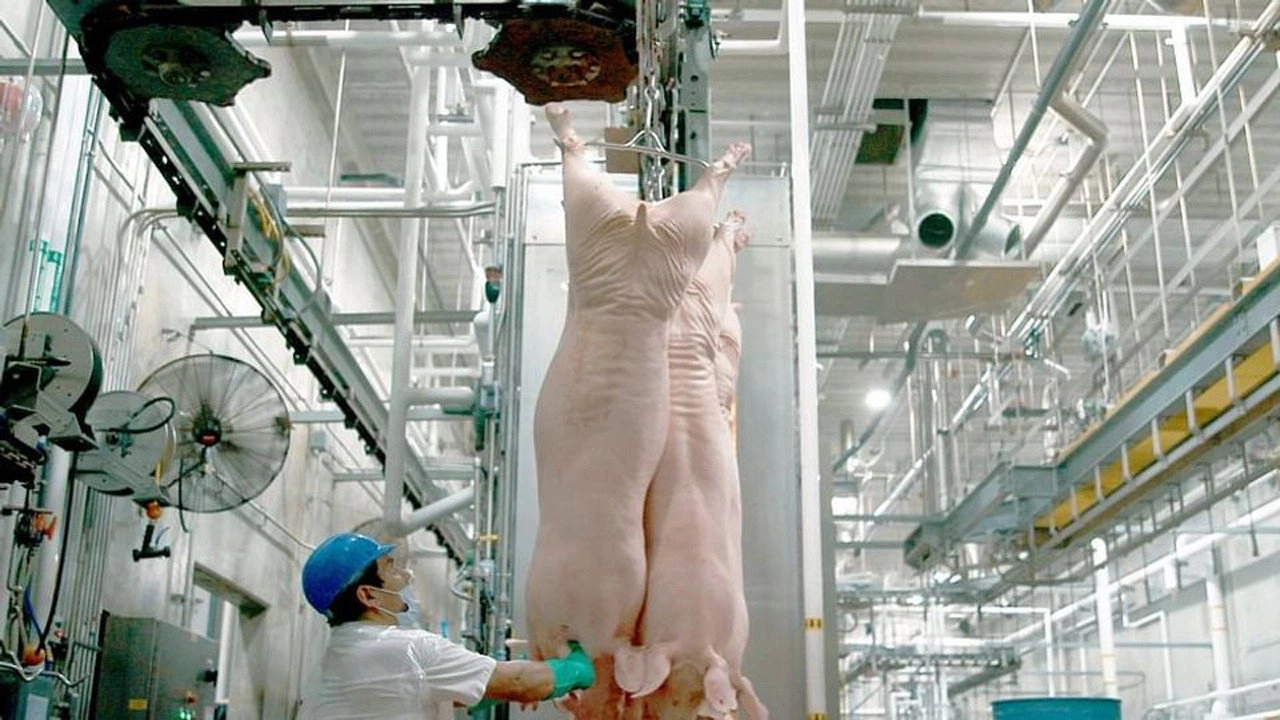 Production Line Animals
