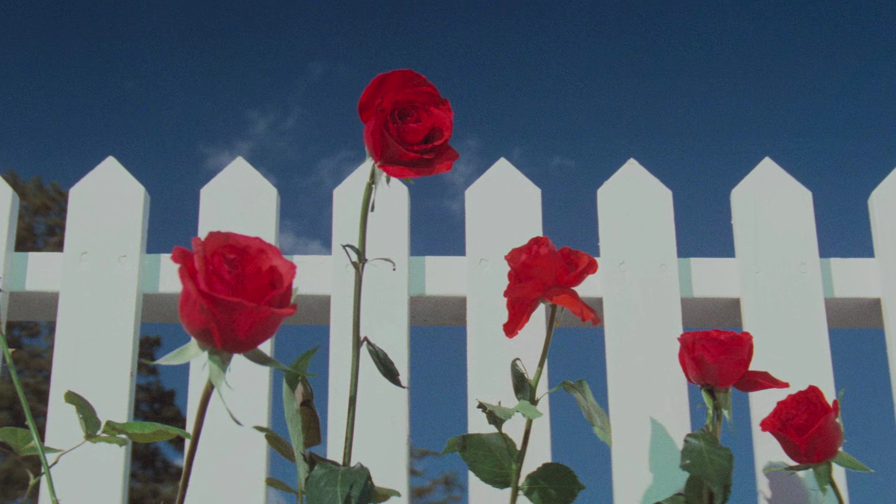 Blue Velvet