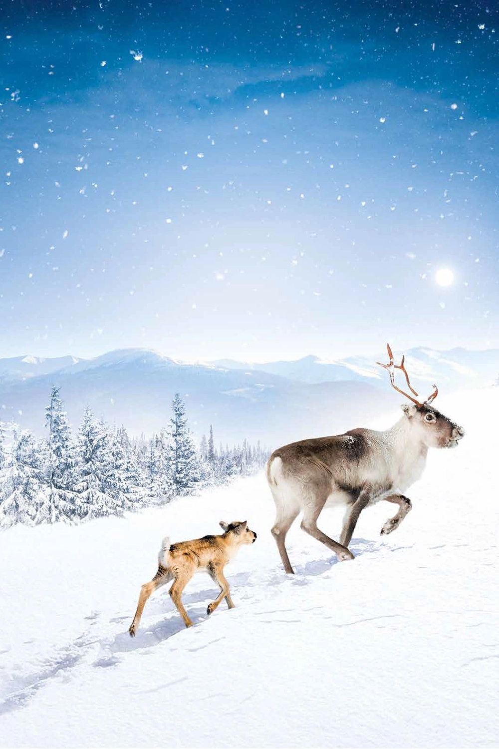 A Reindeer's Journey