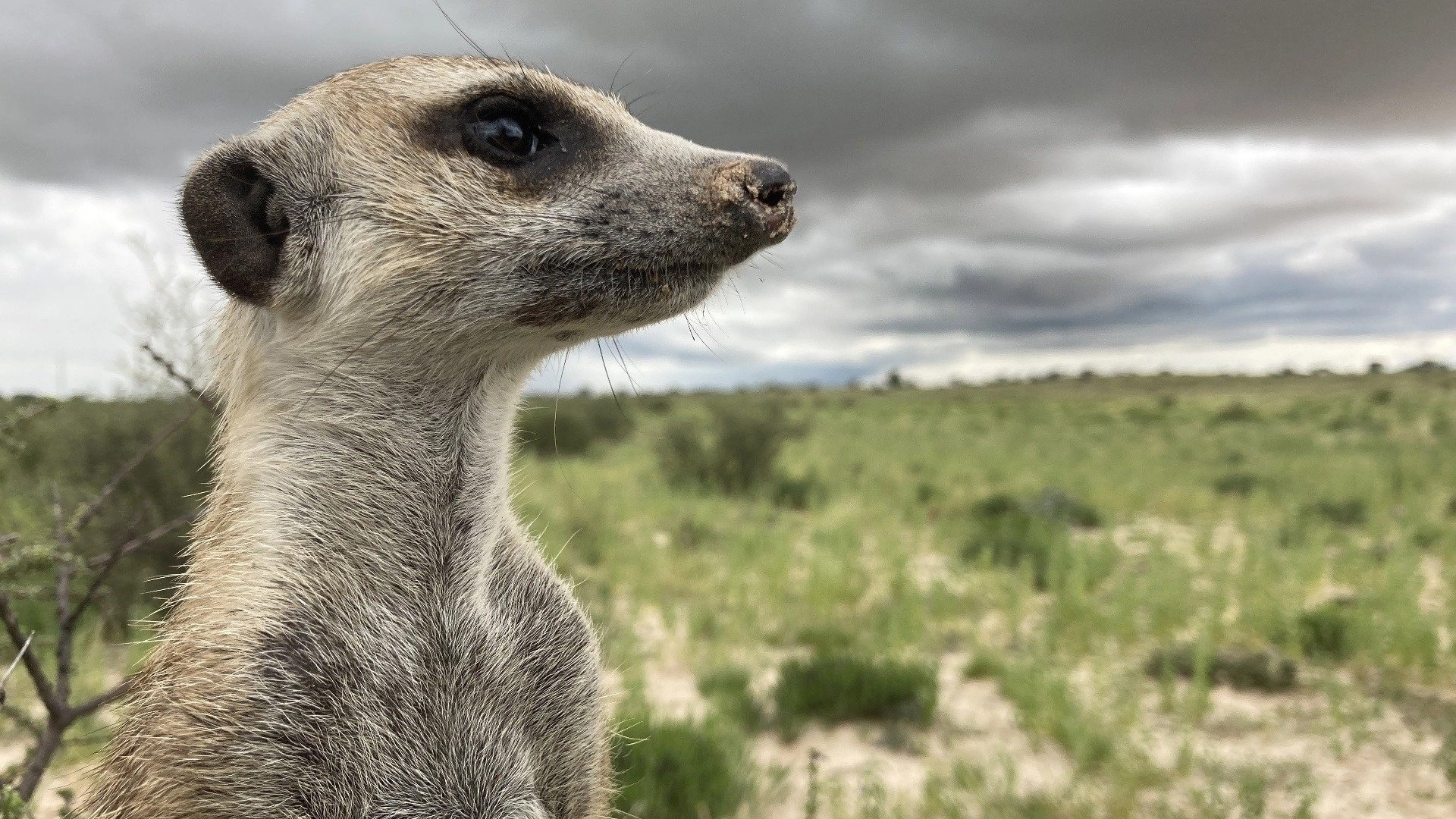 Meerkat Manor: Rise of the Dynasty