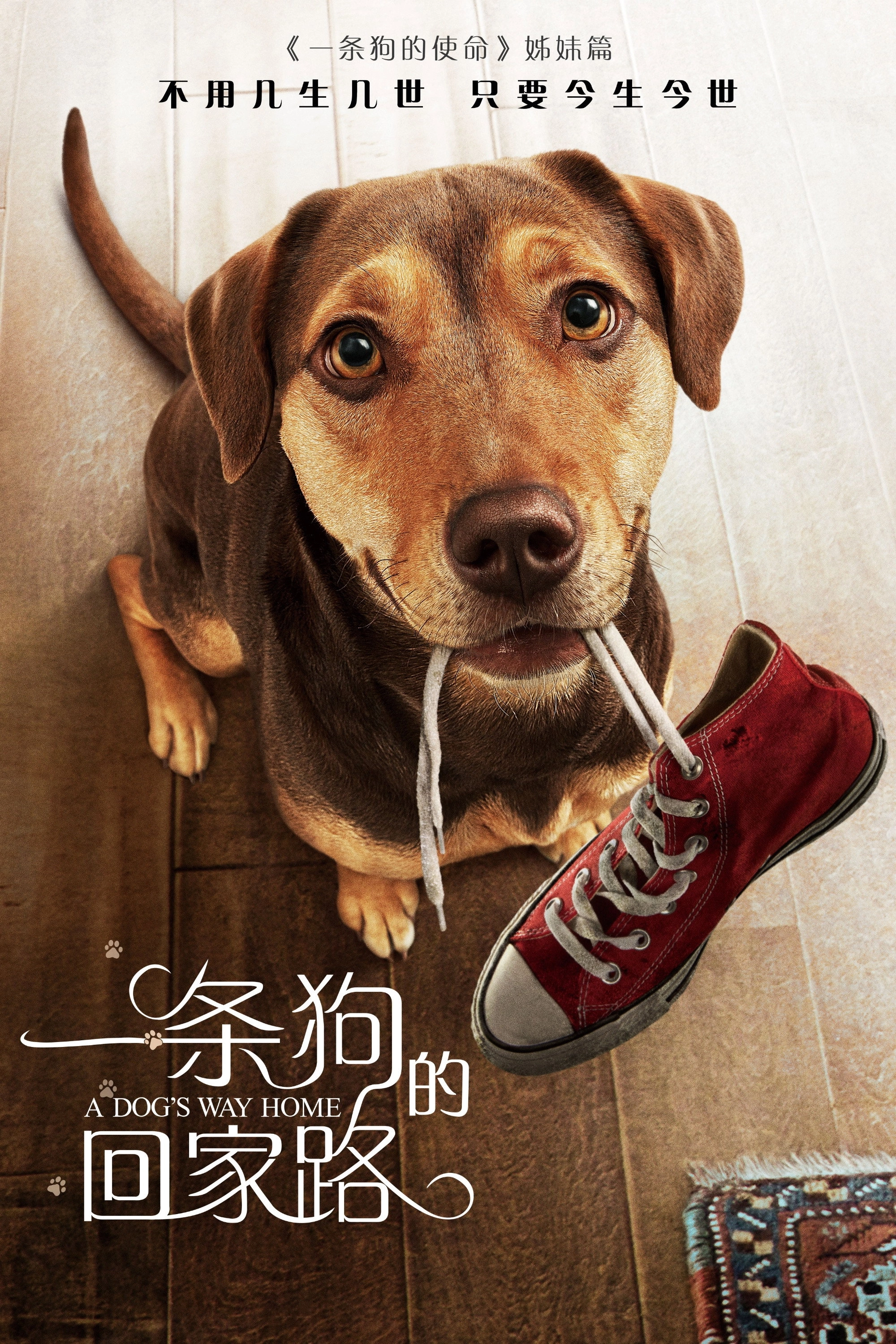 A Dog's Way Home