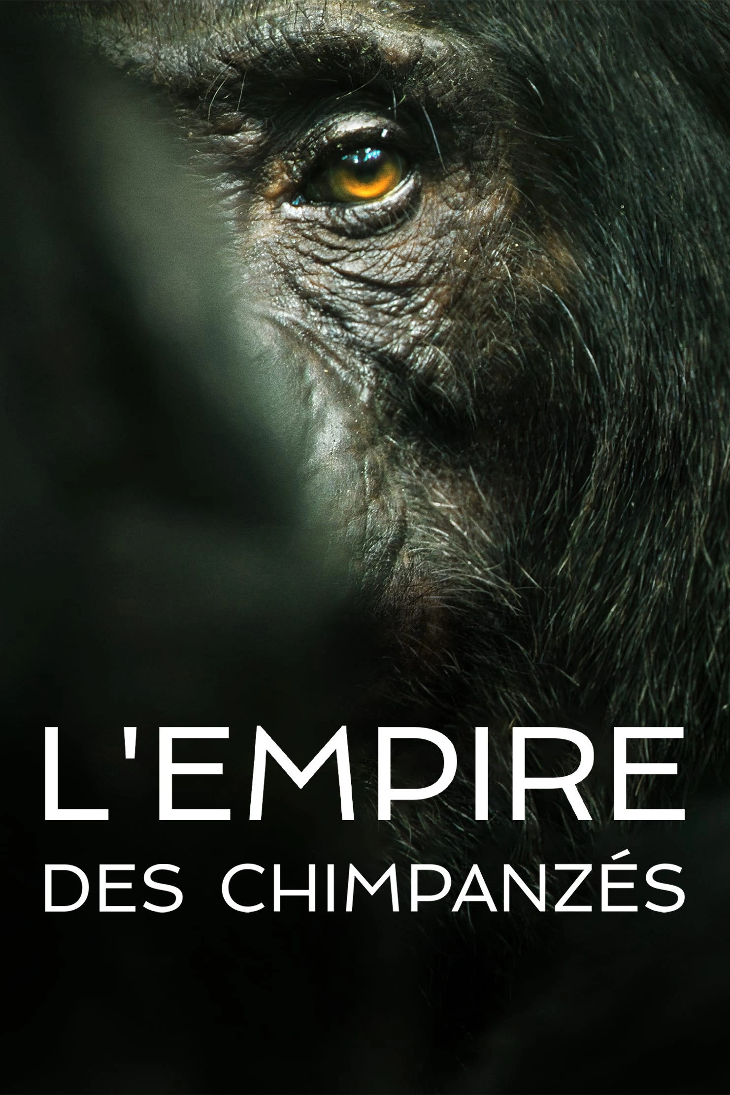 Chimp Empire
