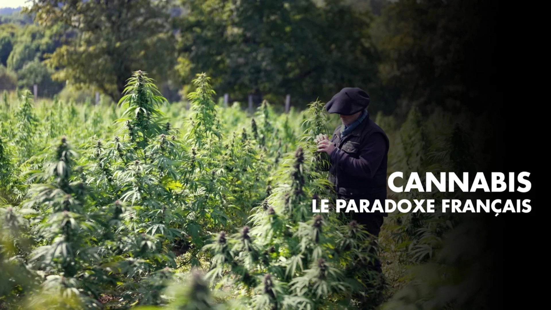 Cannabis, un paradoxe français