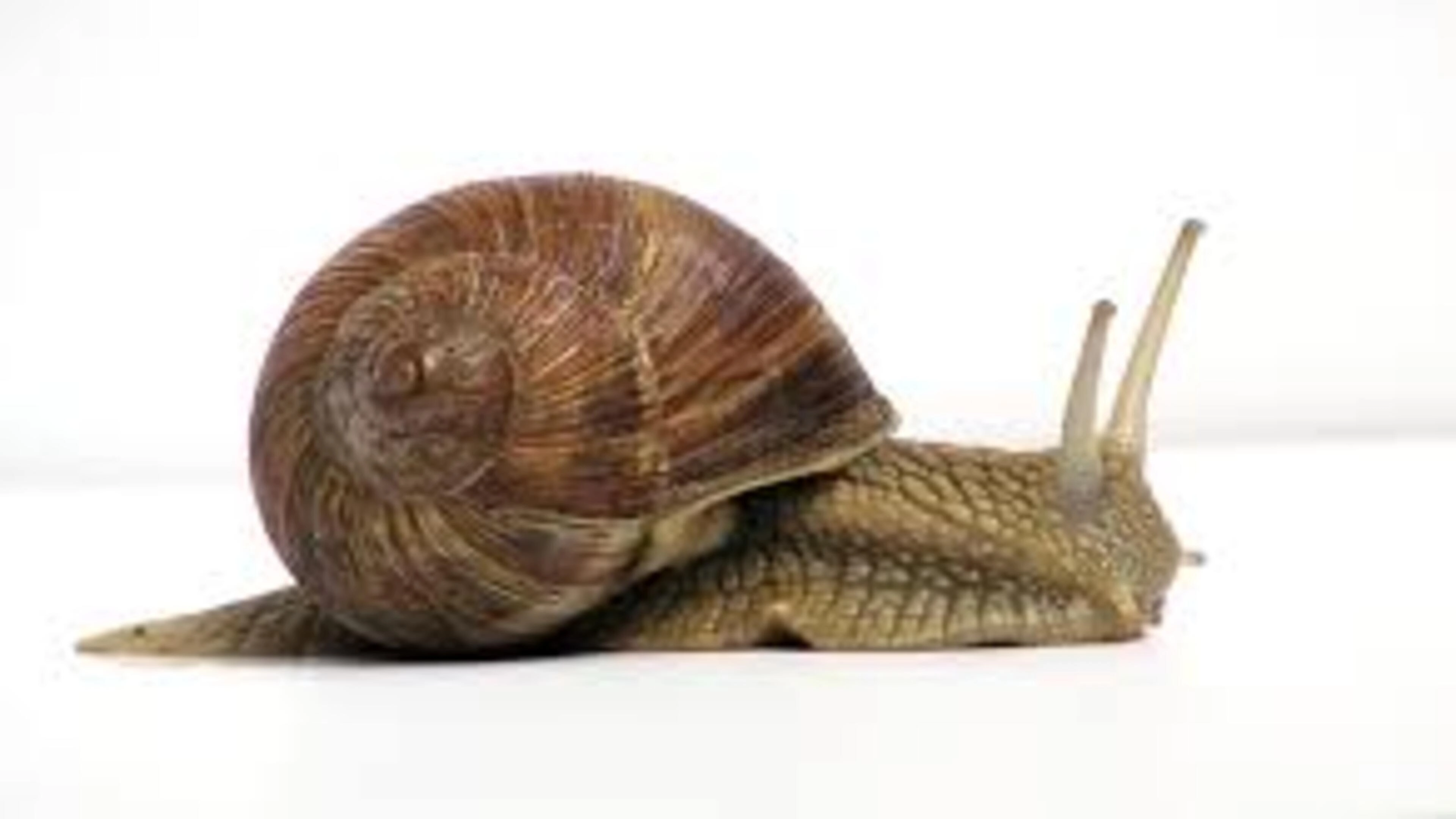 The Snail
