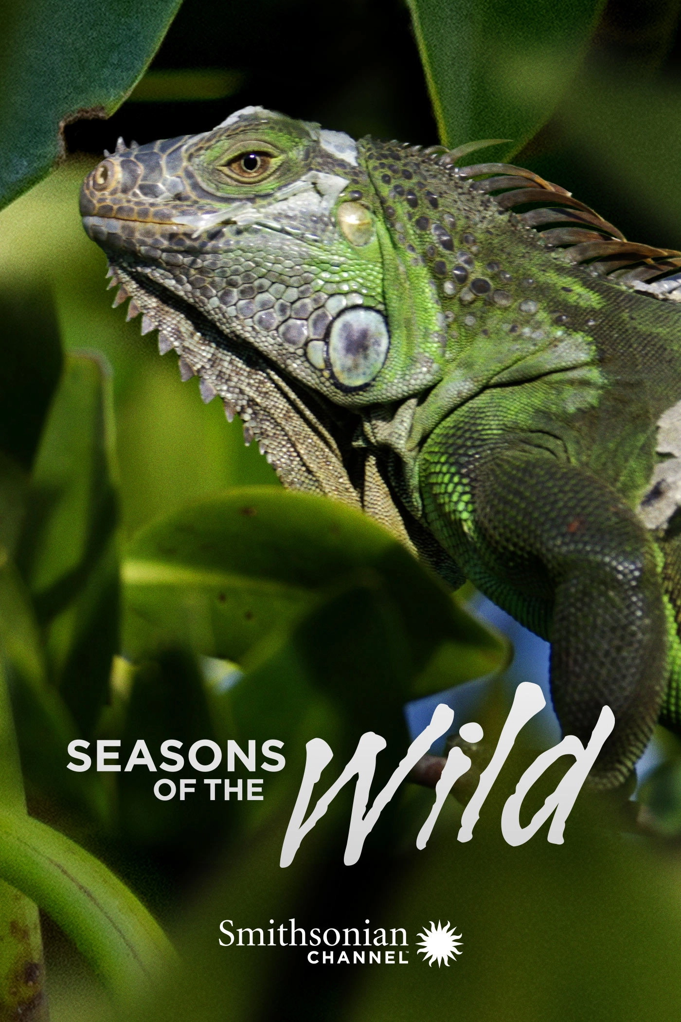 Seasons of the Wild