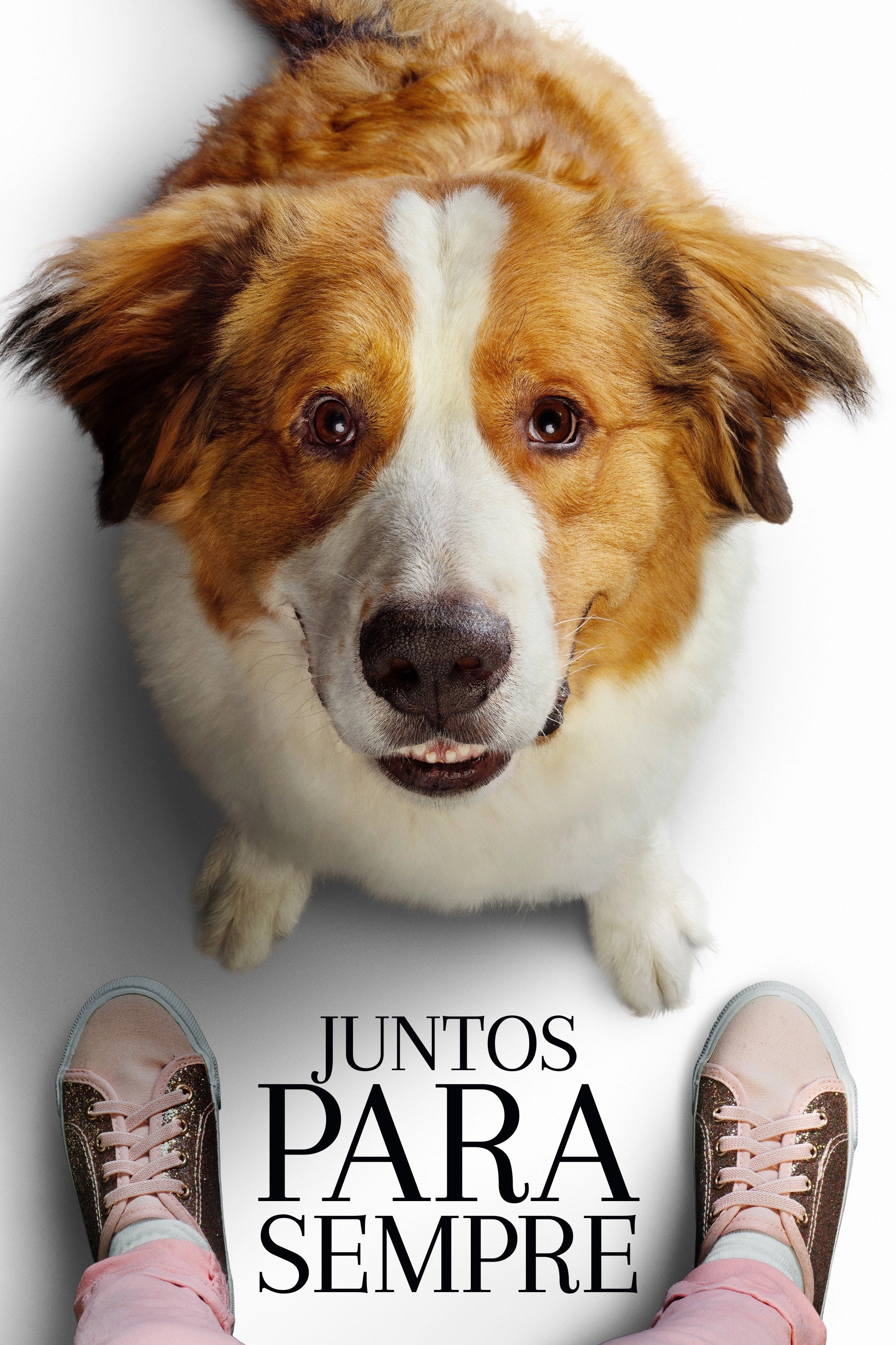 A Dog's Journey