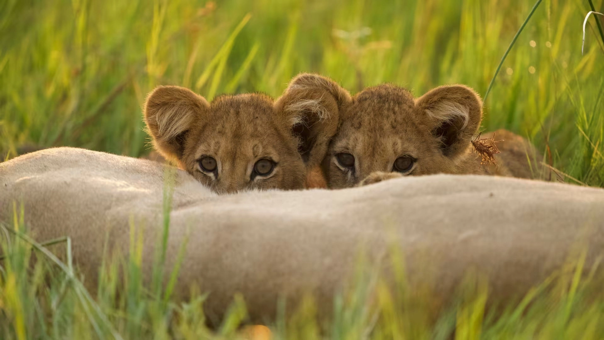 Big Cats, Small World