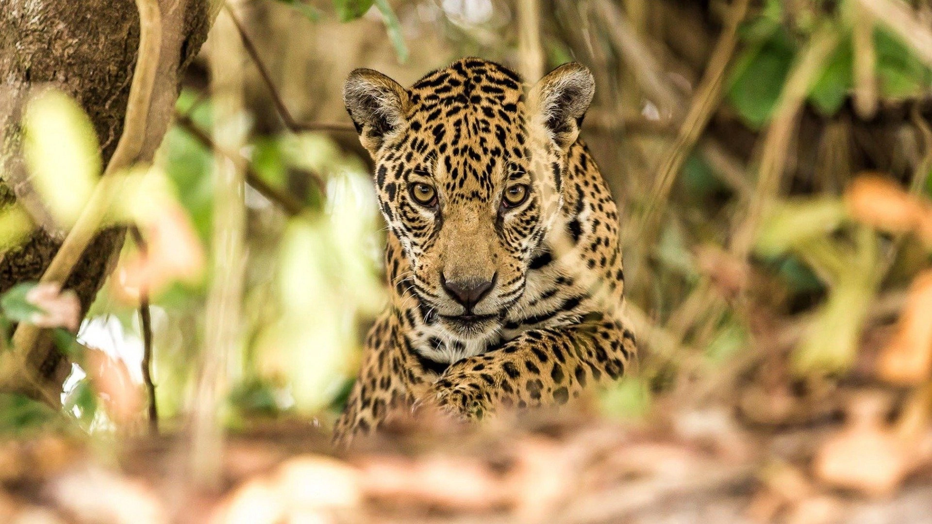 Brazil Untamed