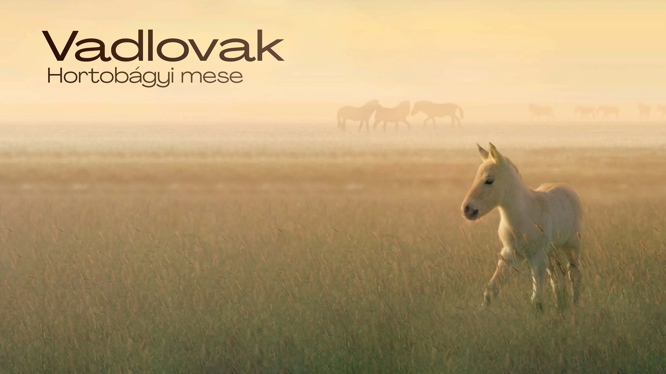 Wild Horses - A Tale From The Puszta