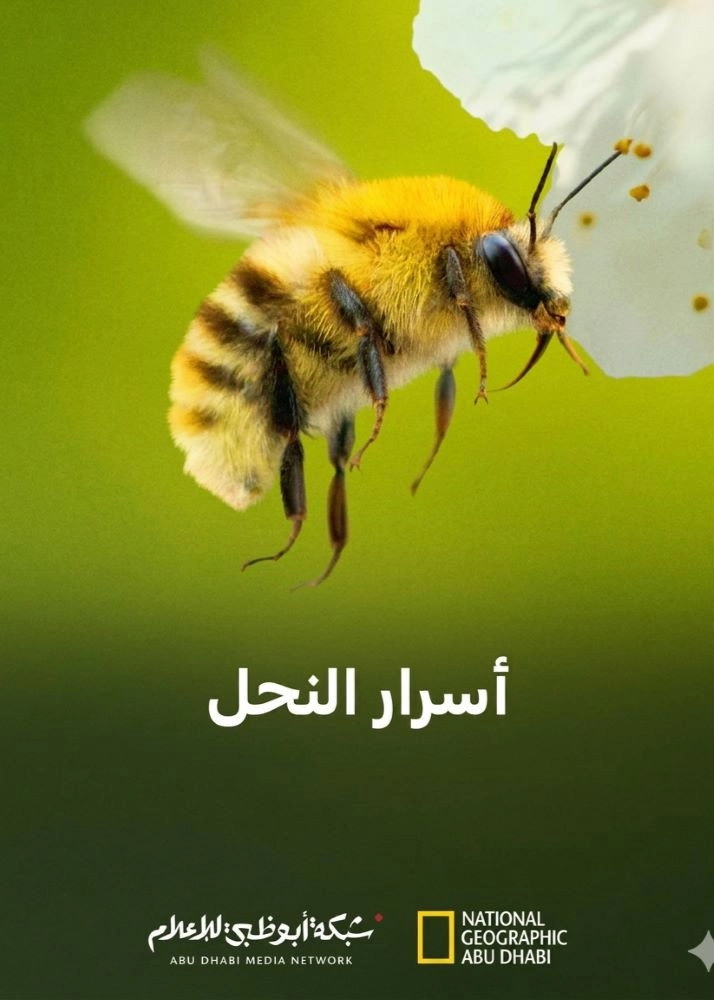 Secrets of the Bees