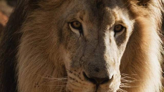 David: King of Israel