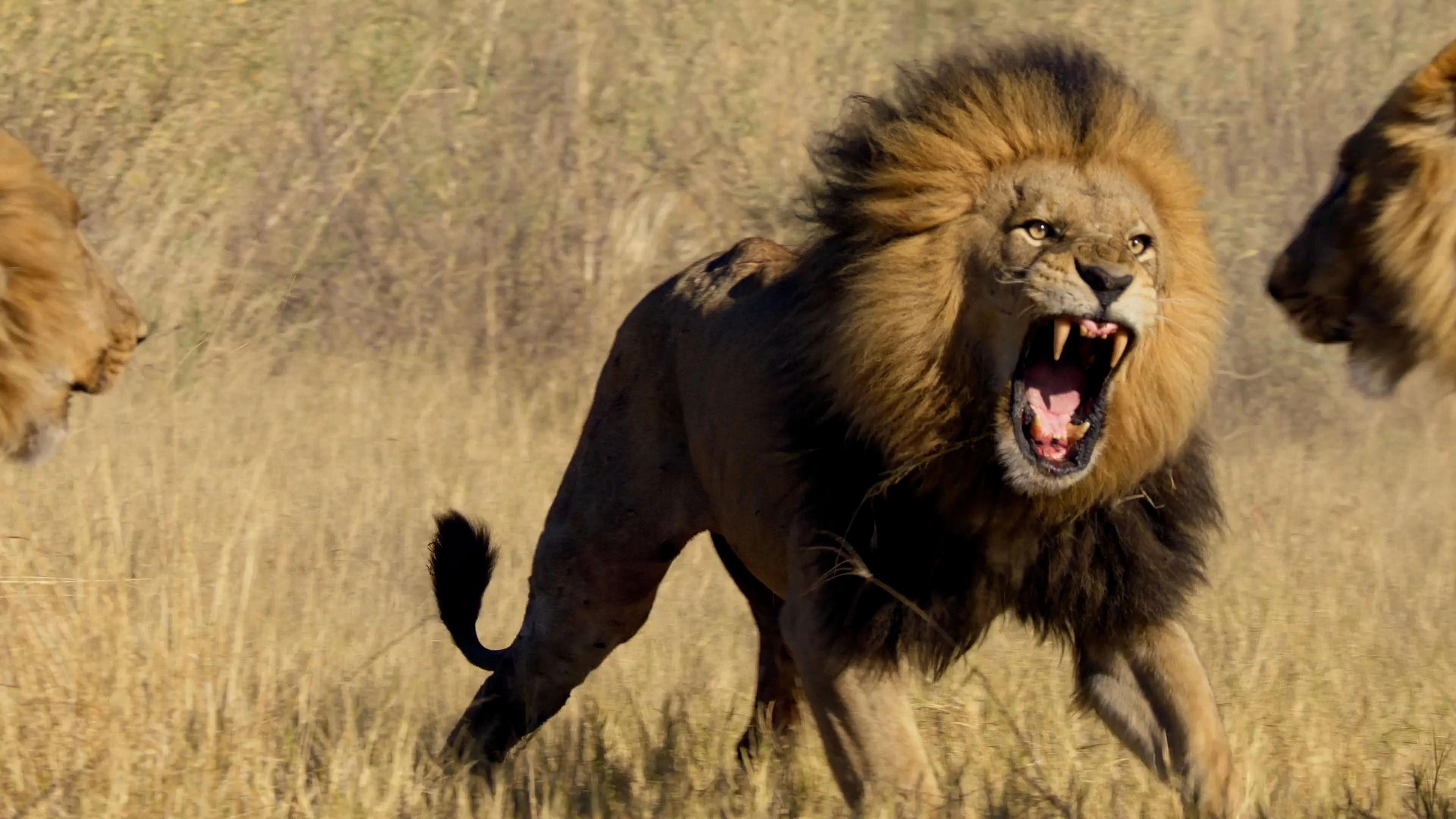Big Cats 24/7