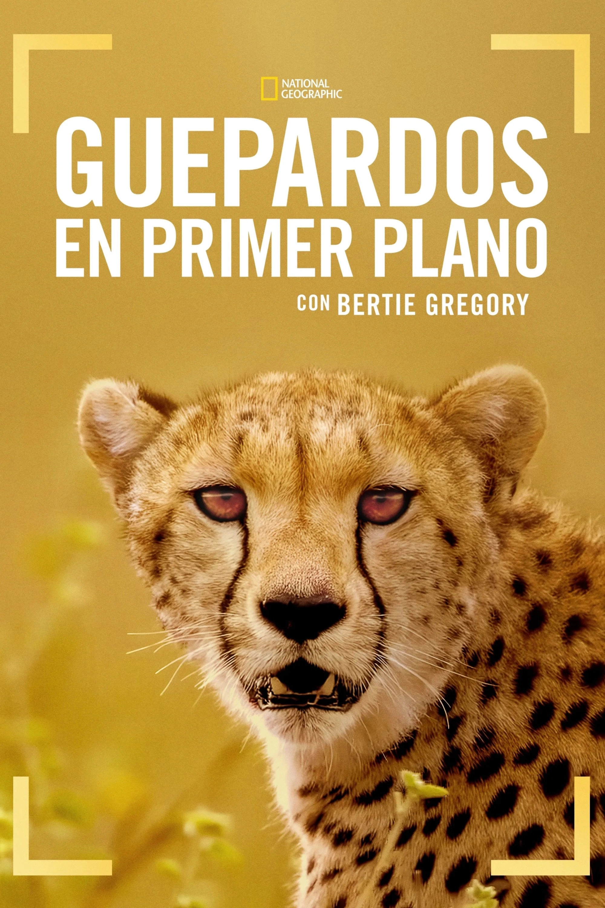 Cheetahs Up Close with Bertie Gregory
