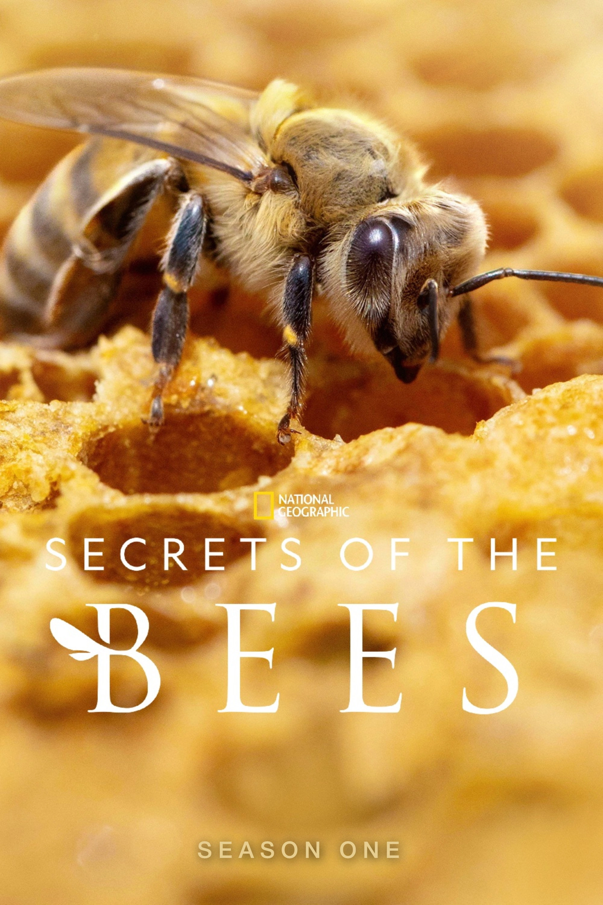 Secrets of the Bees