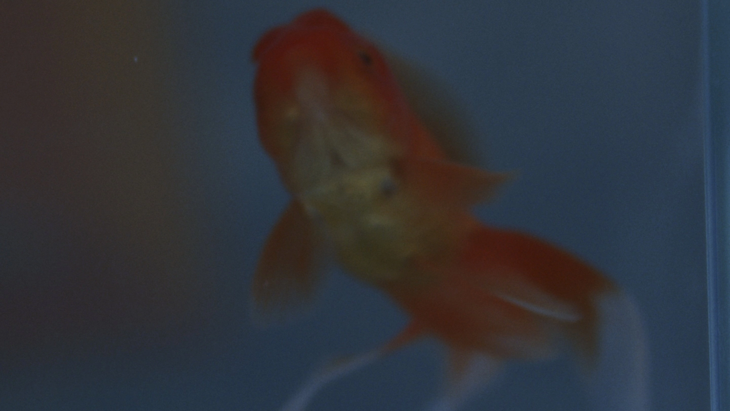 how do goldfish die