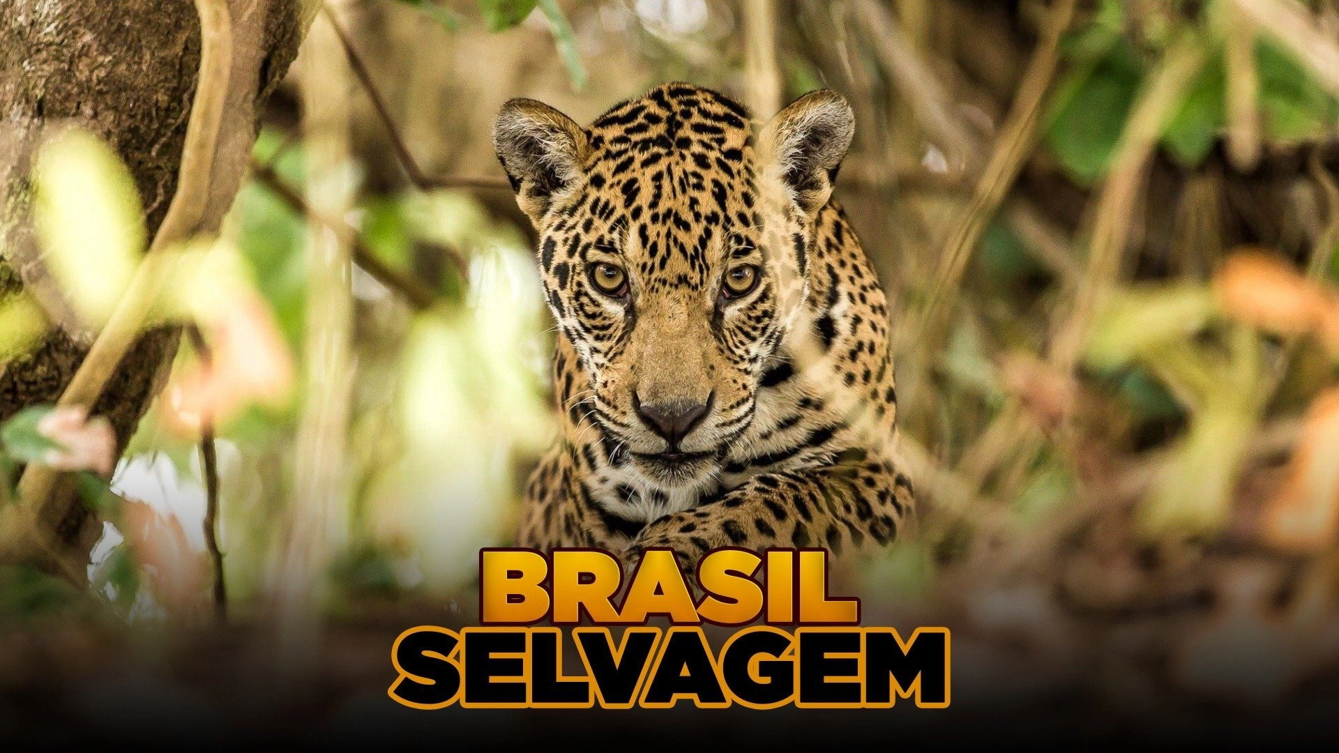 Brazil Untamed