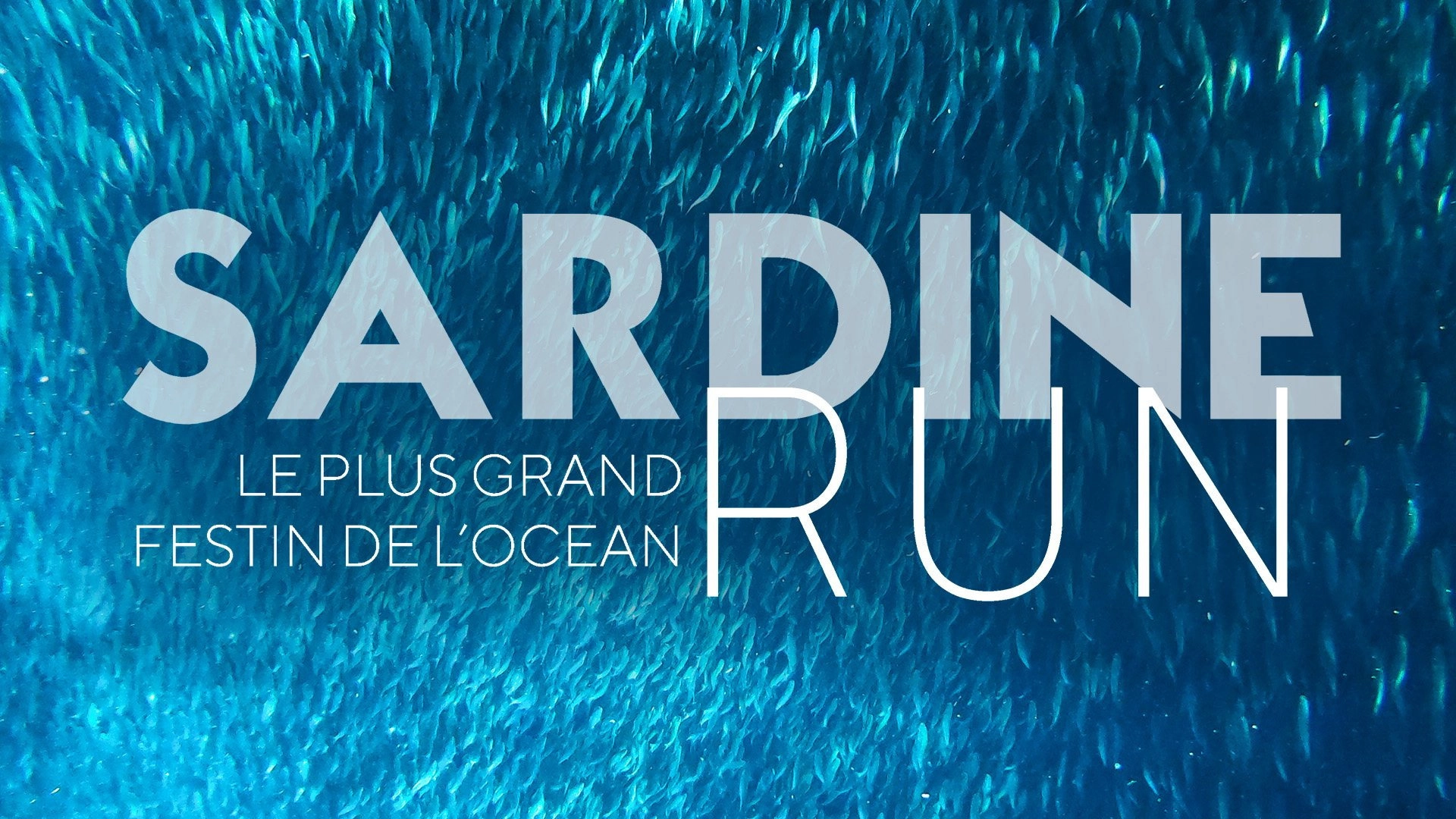 Sardine Run, le plus grand festin de l'océan