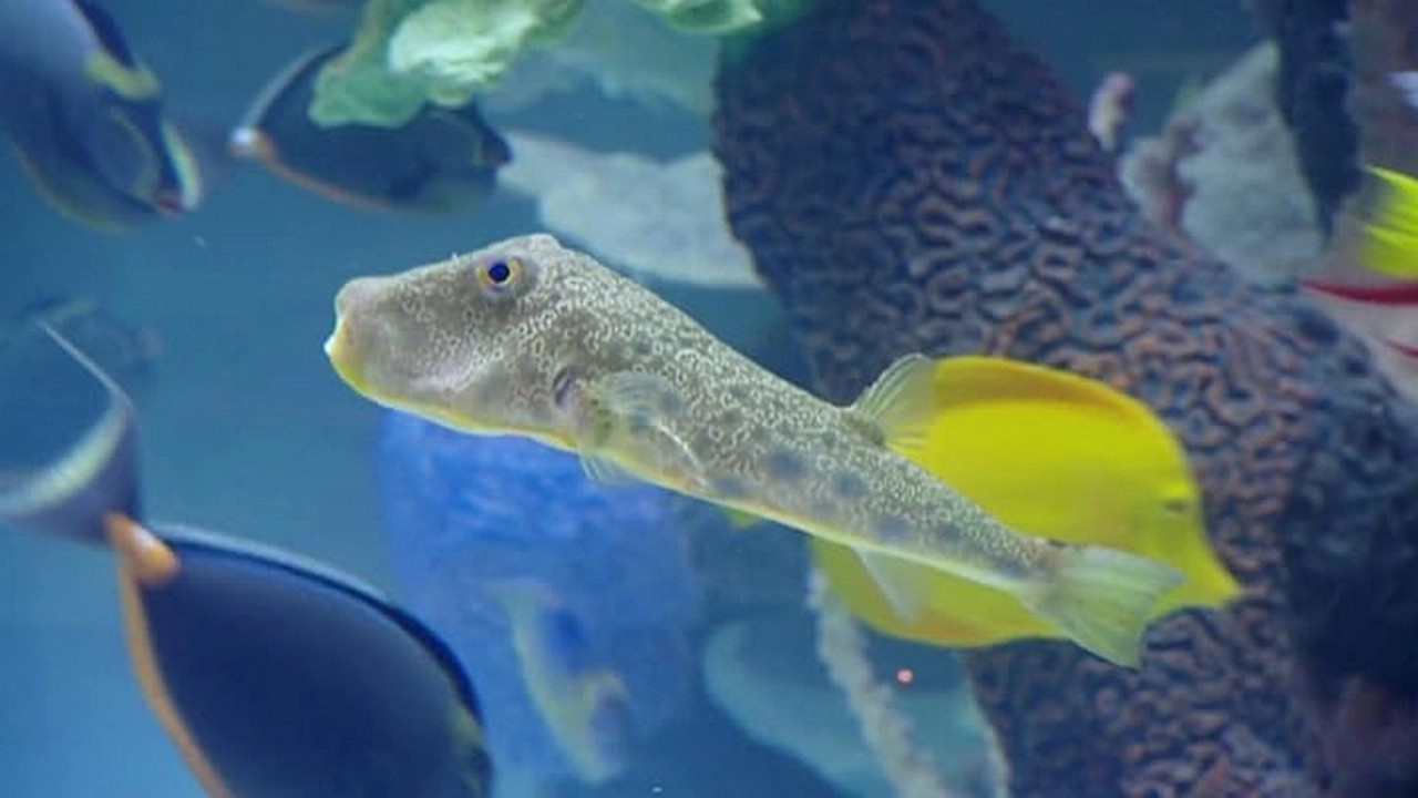 Tanked