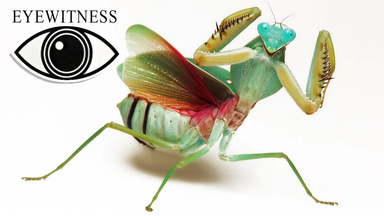 Eyewitness