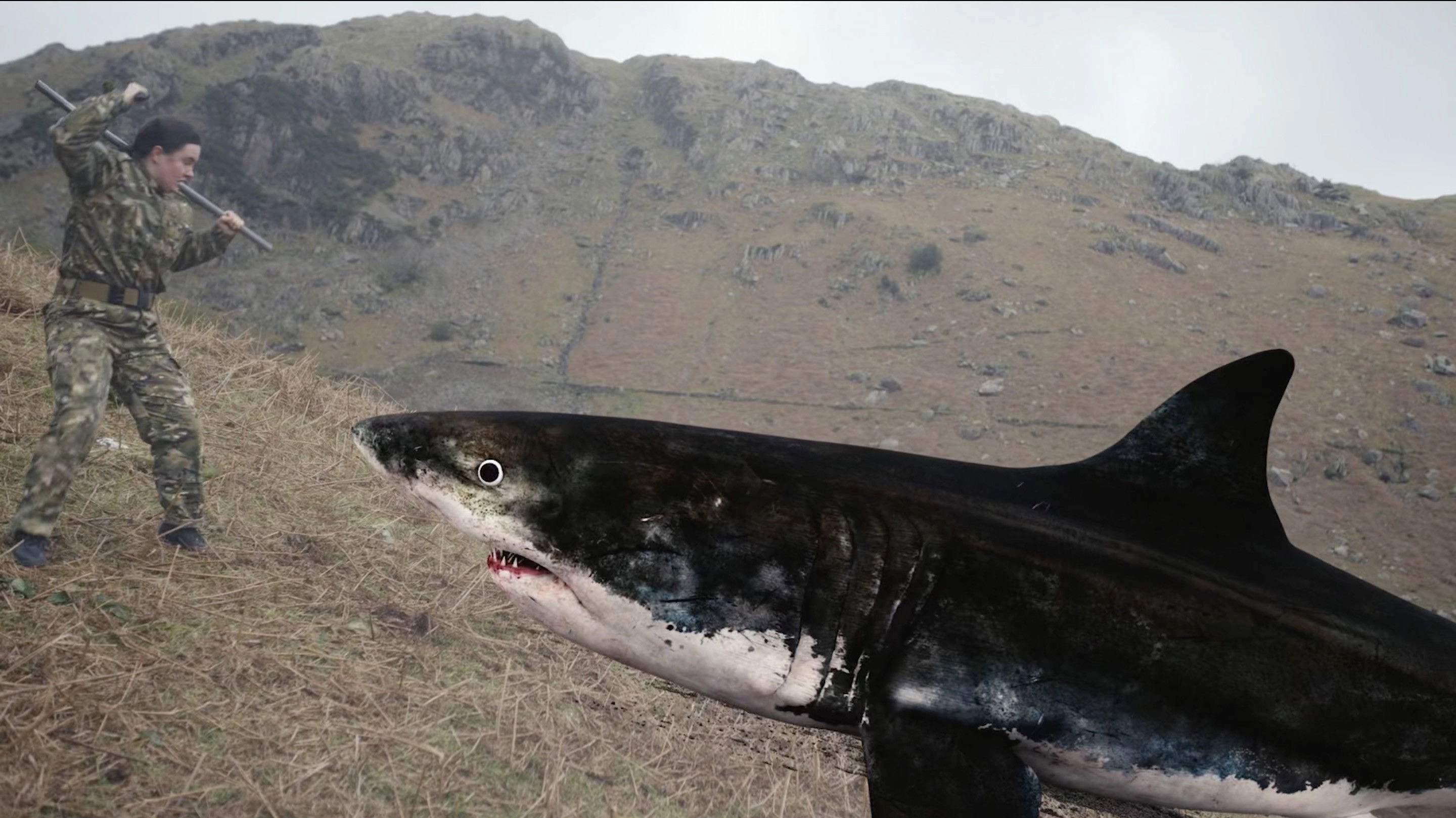 Mountain Shark