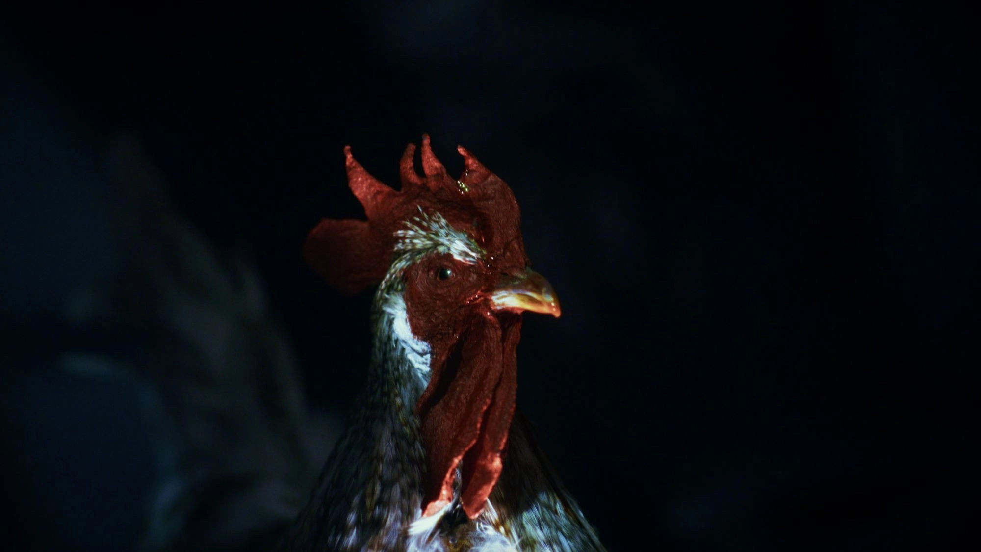Rooster Road