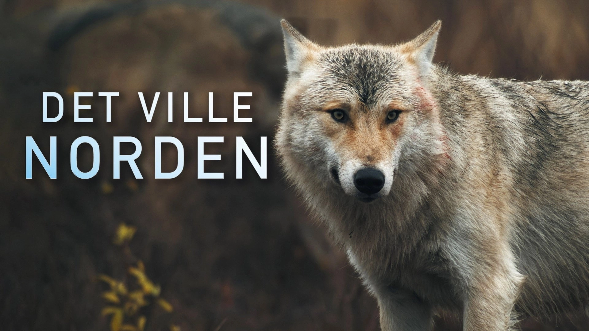 Wild Nordic