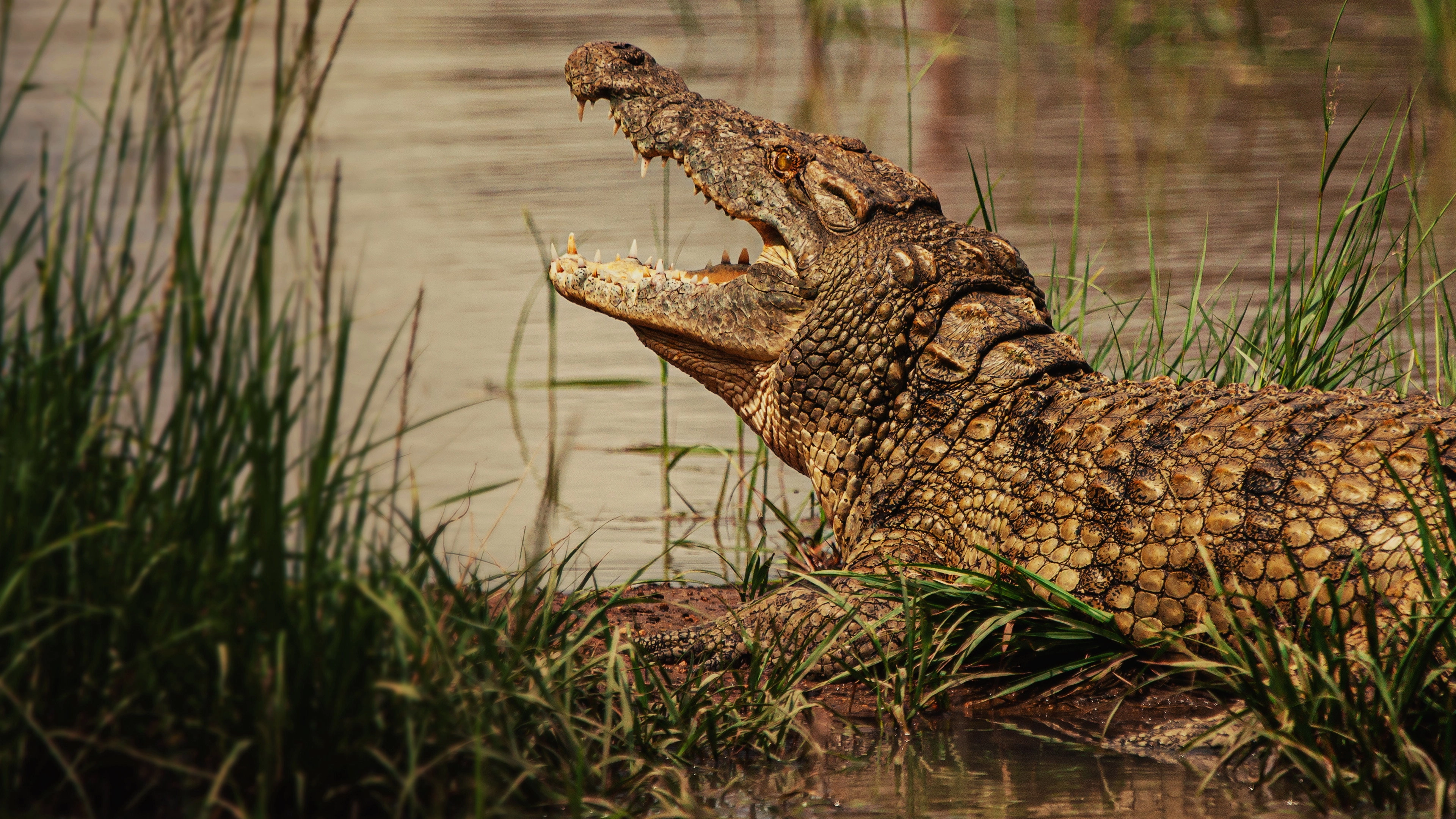 Hippo vs Croc