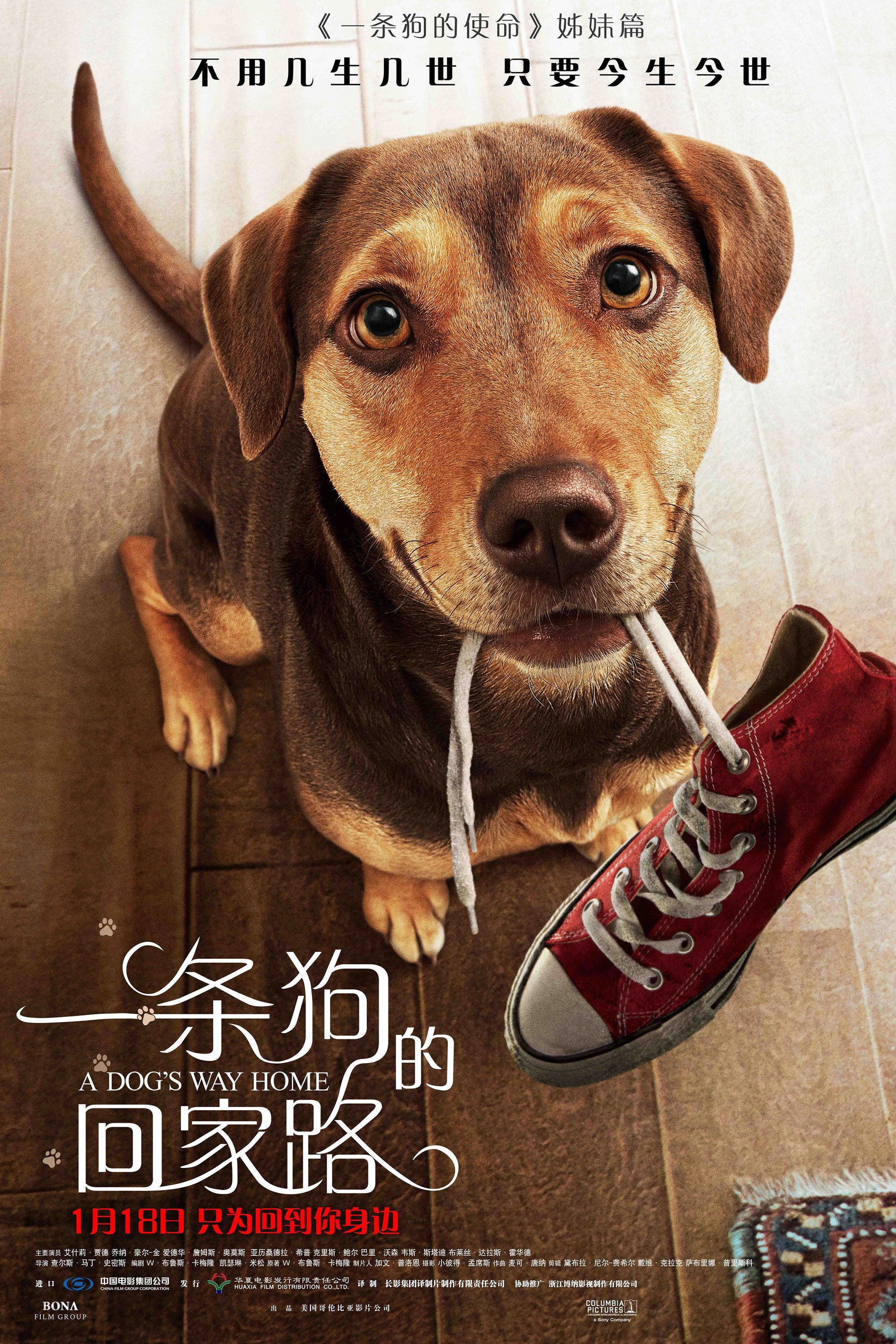 A Dog's Way Home