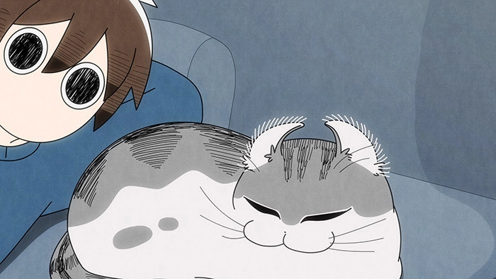 Nights with a Cat