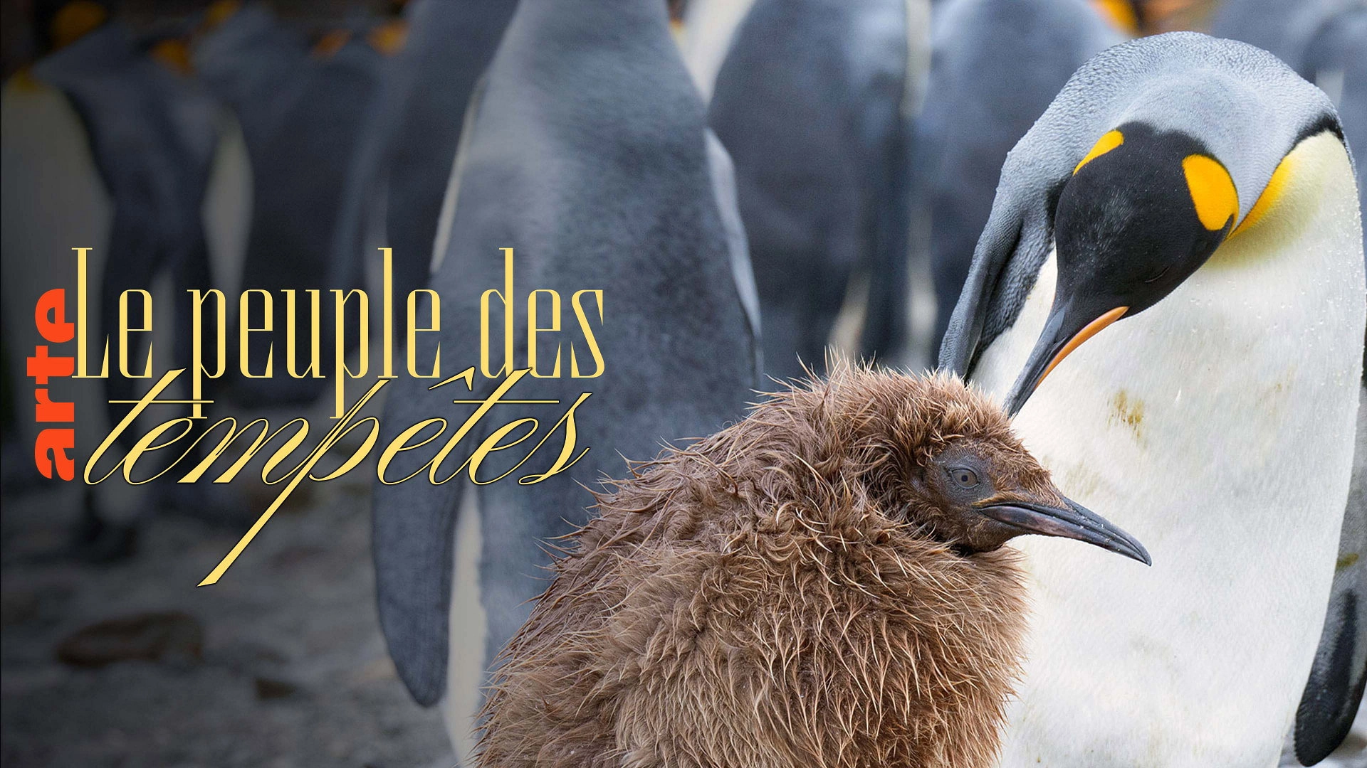 Animals of the Tempest