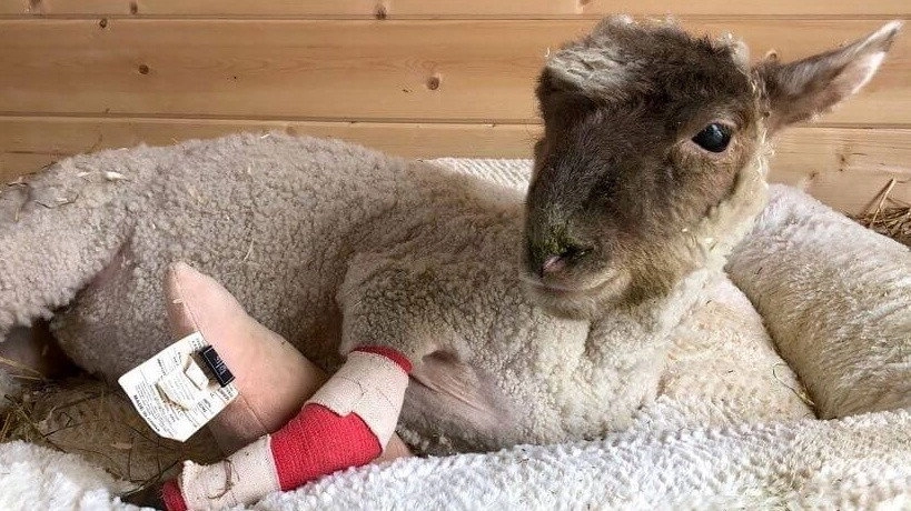 Saved By The Barn