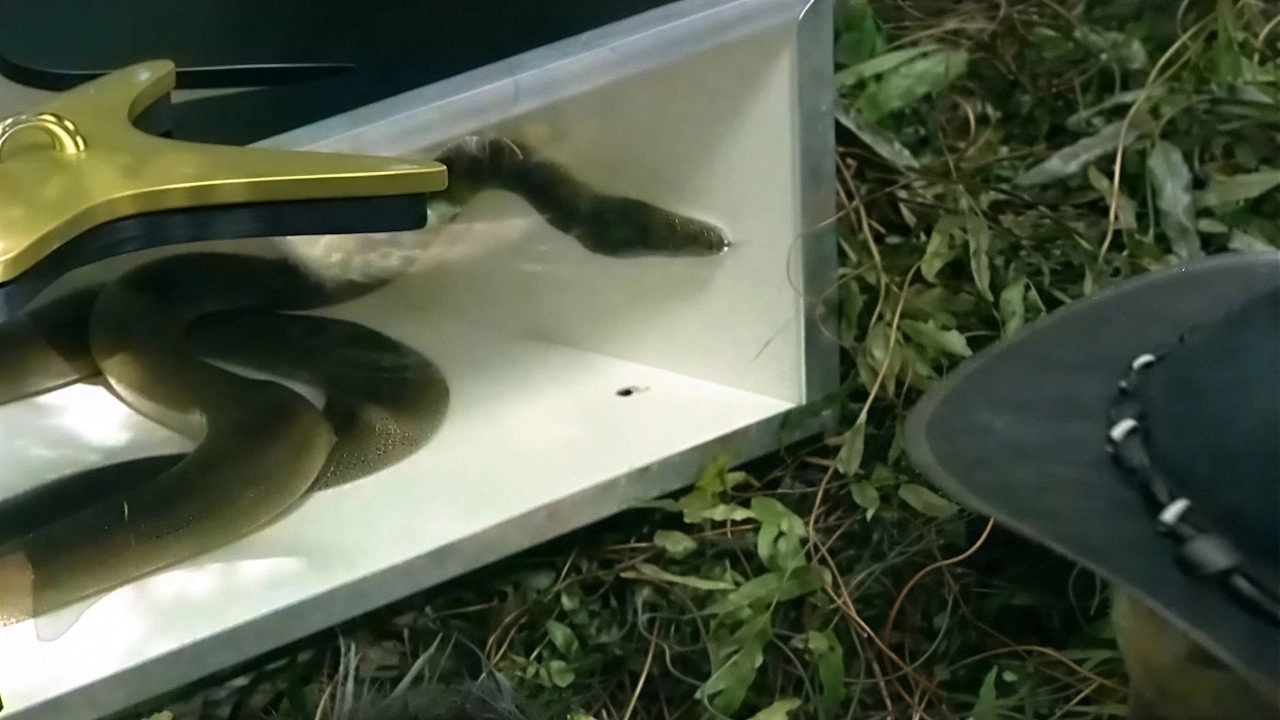 I'm a Celebrity...Get Me Out of Here!