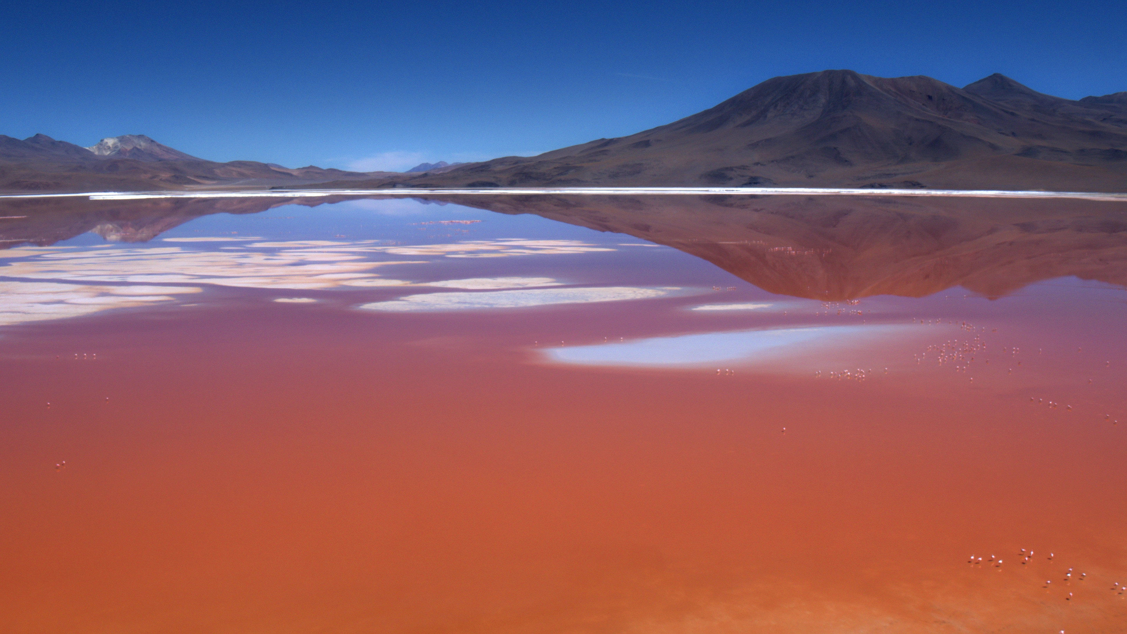 The Wild Andes