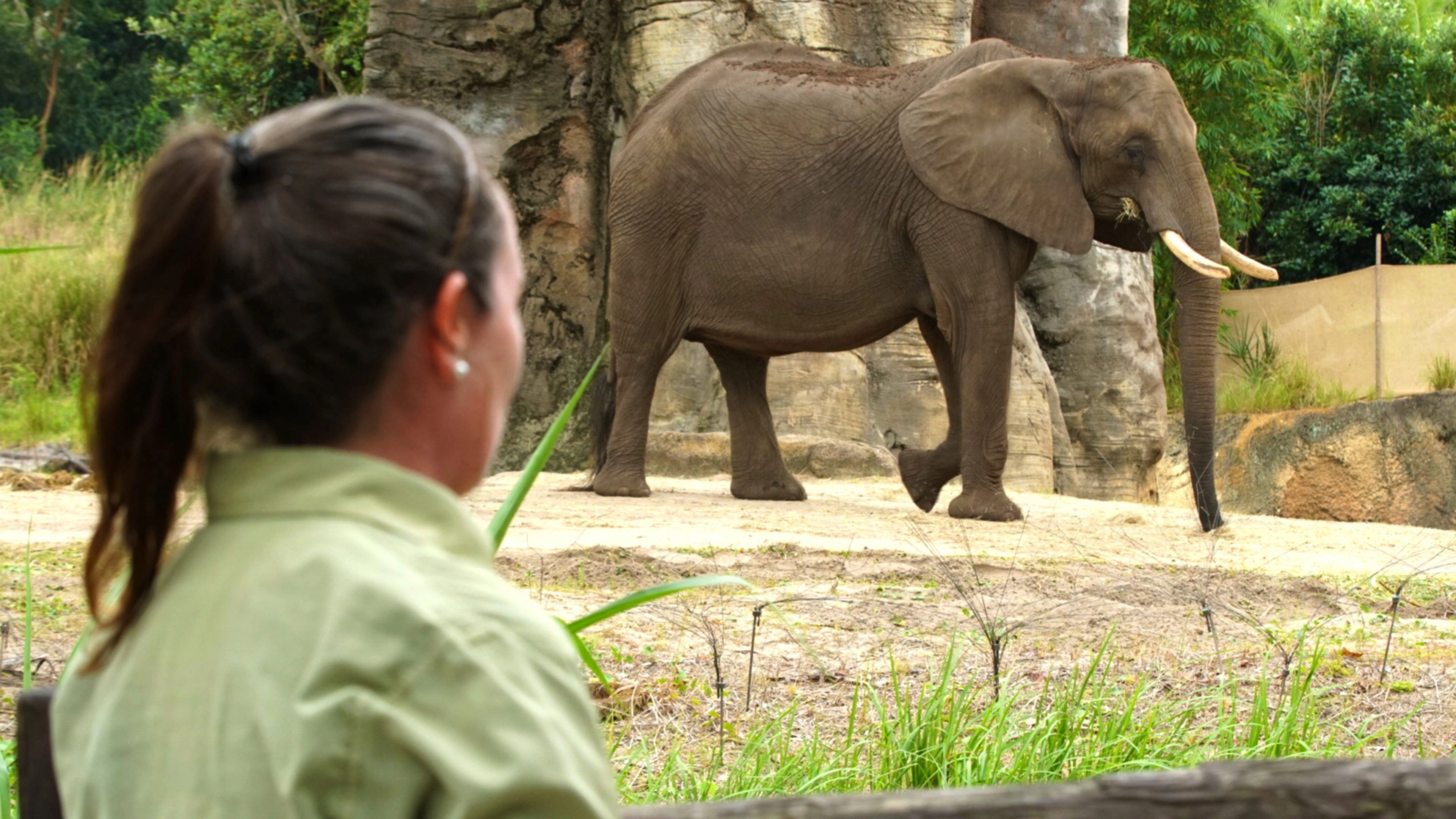 Magic of Disney's Animal Kingdom