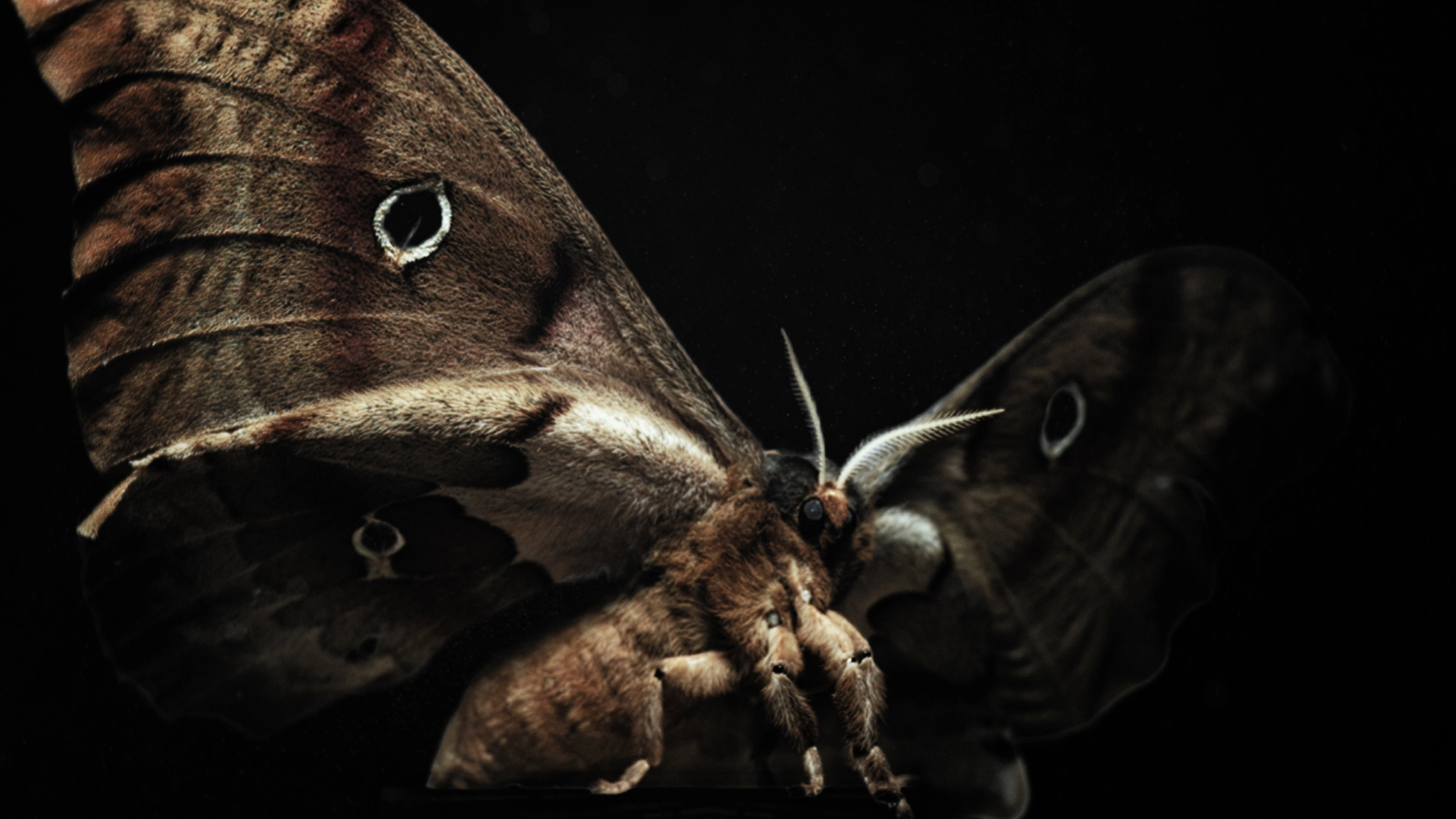 Insects – Hidden Heroes
