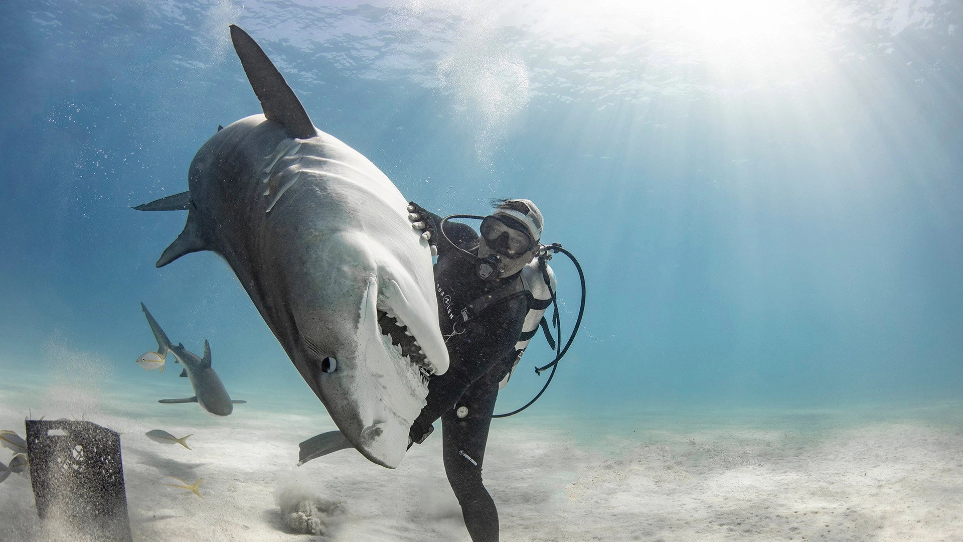 Tiger Shark Beach