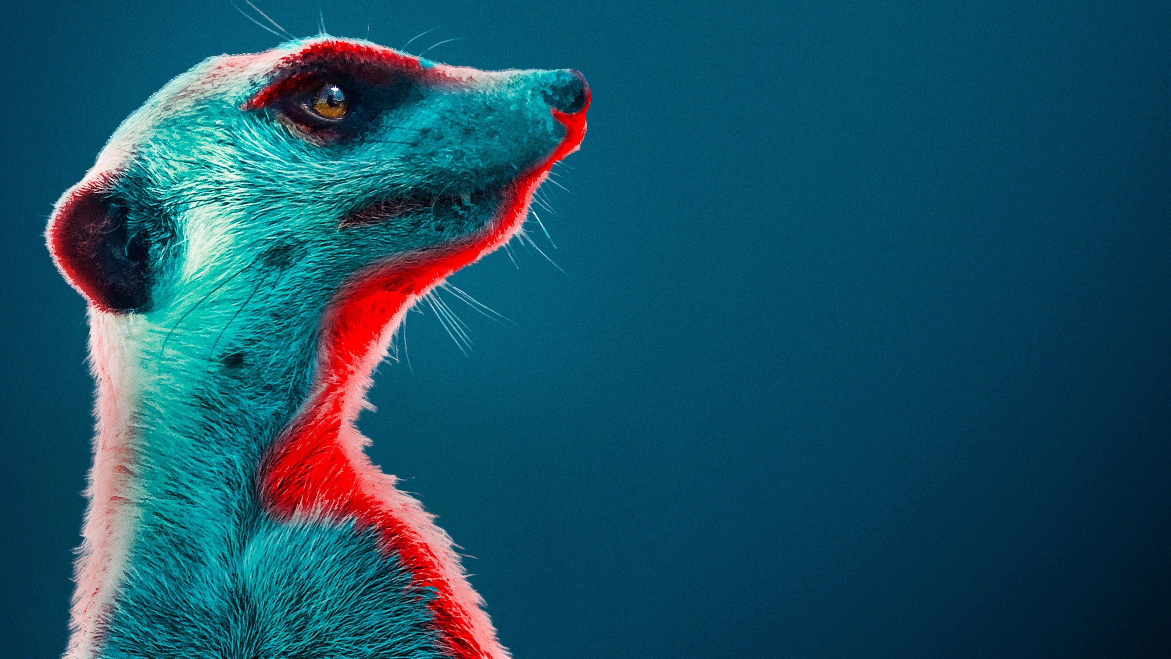 Meerkat Manor: Rise of the Dynasty