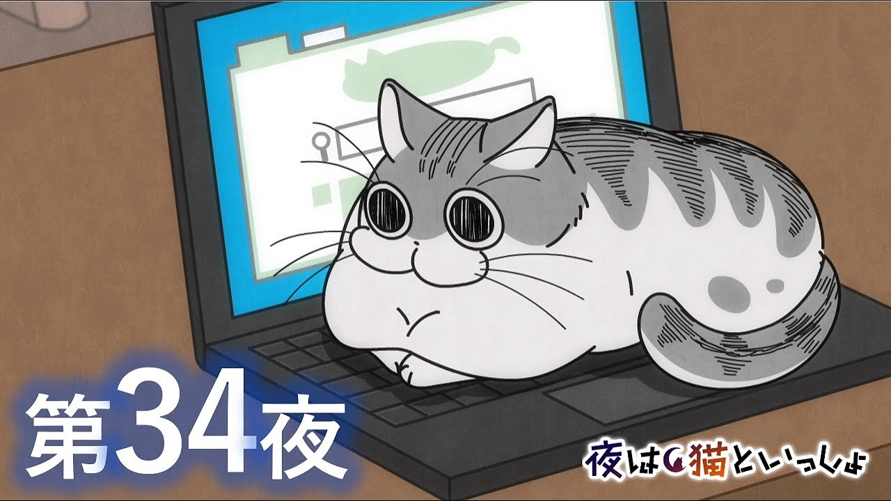 Nights with a Cat