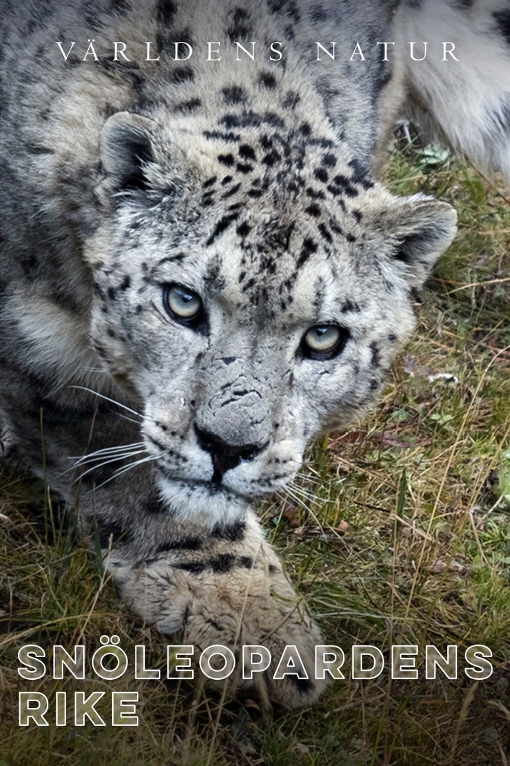 The Frozen Kingdom of the Snow Leopard