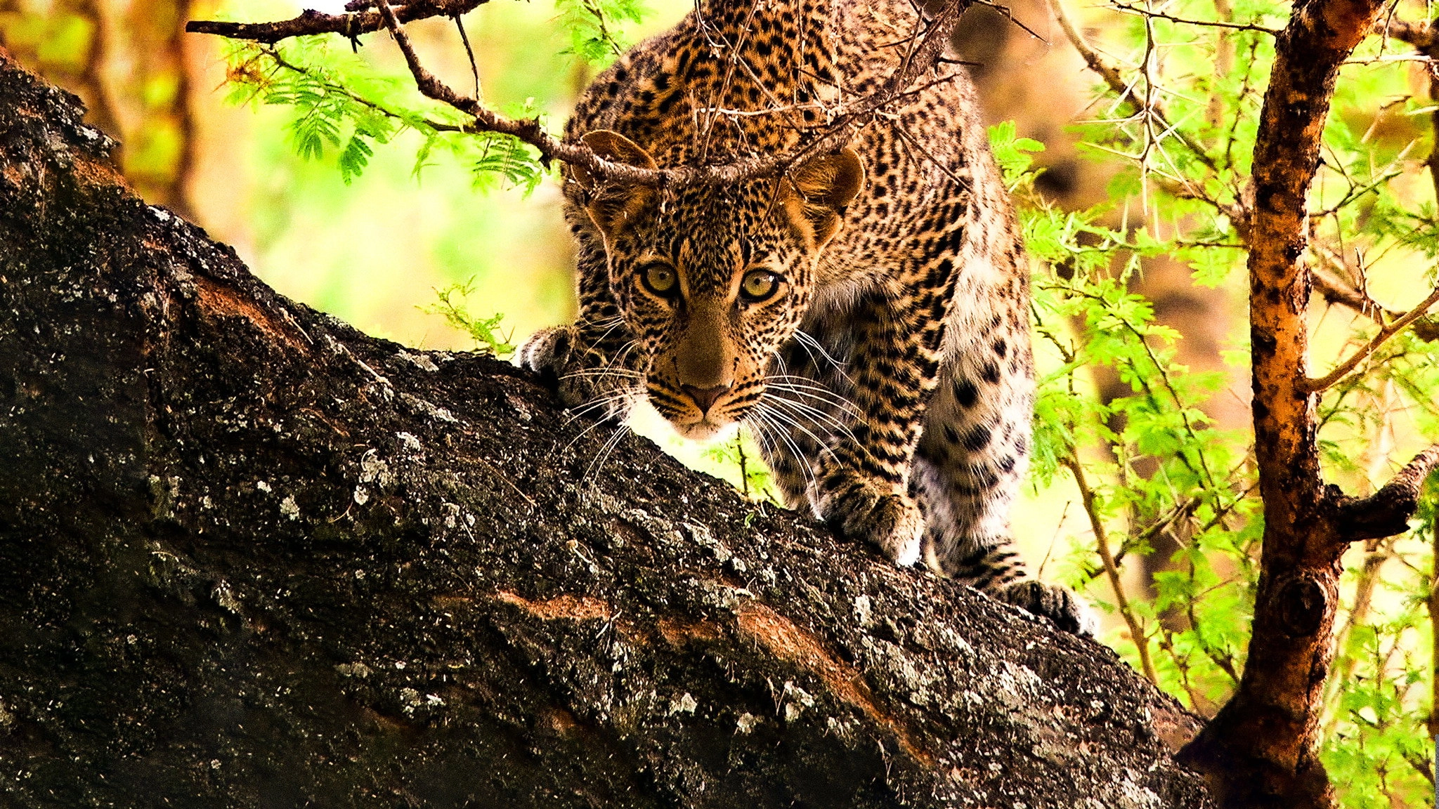 Secret Life of Predators