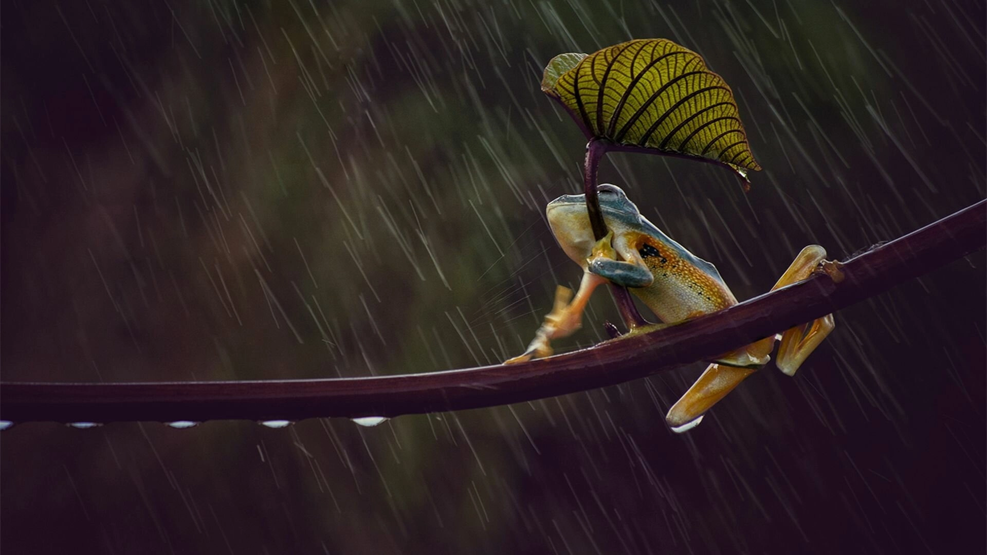 Australia Remastered