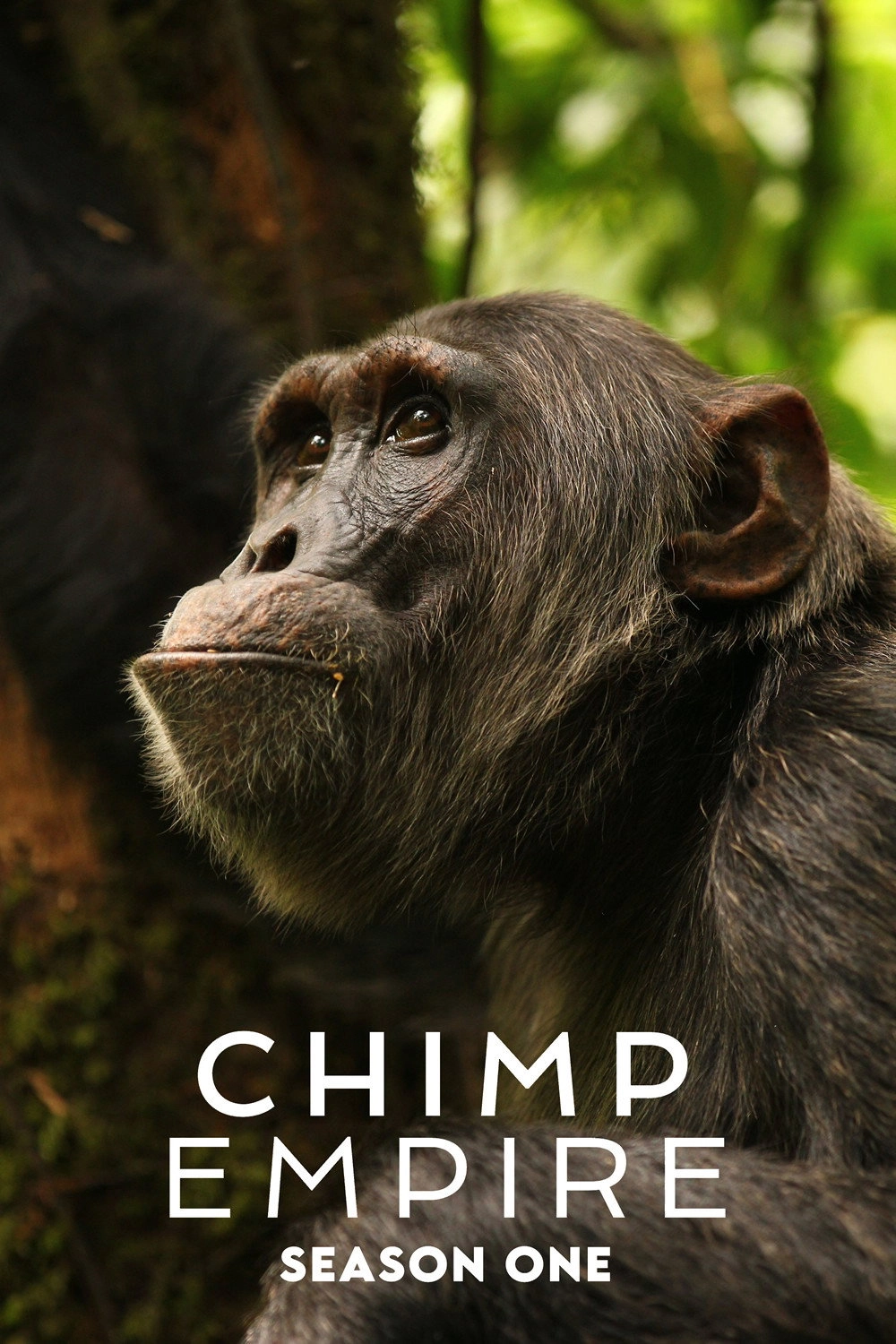 Chimp Empire