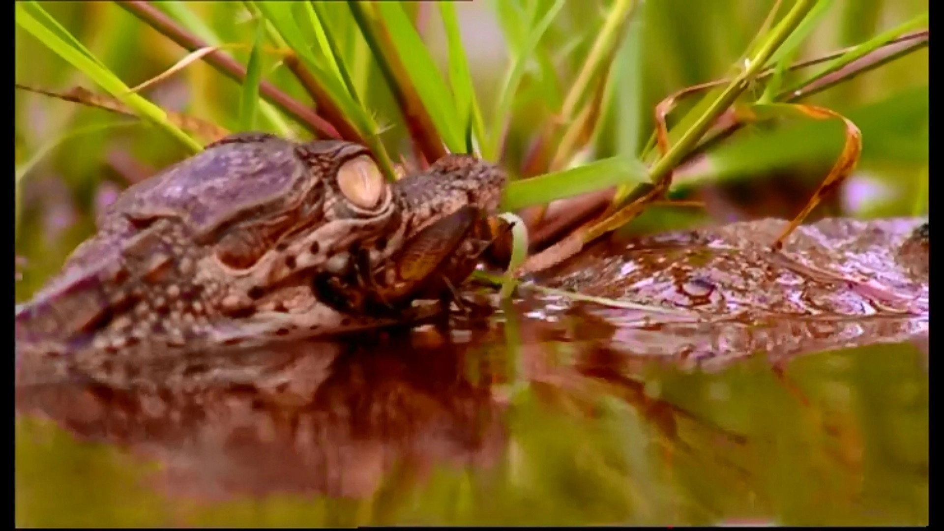 Animal Life: Young & Wild
