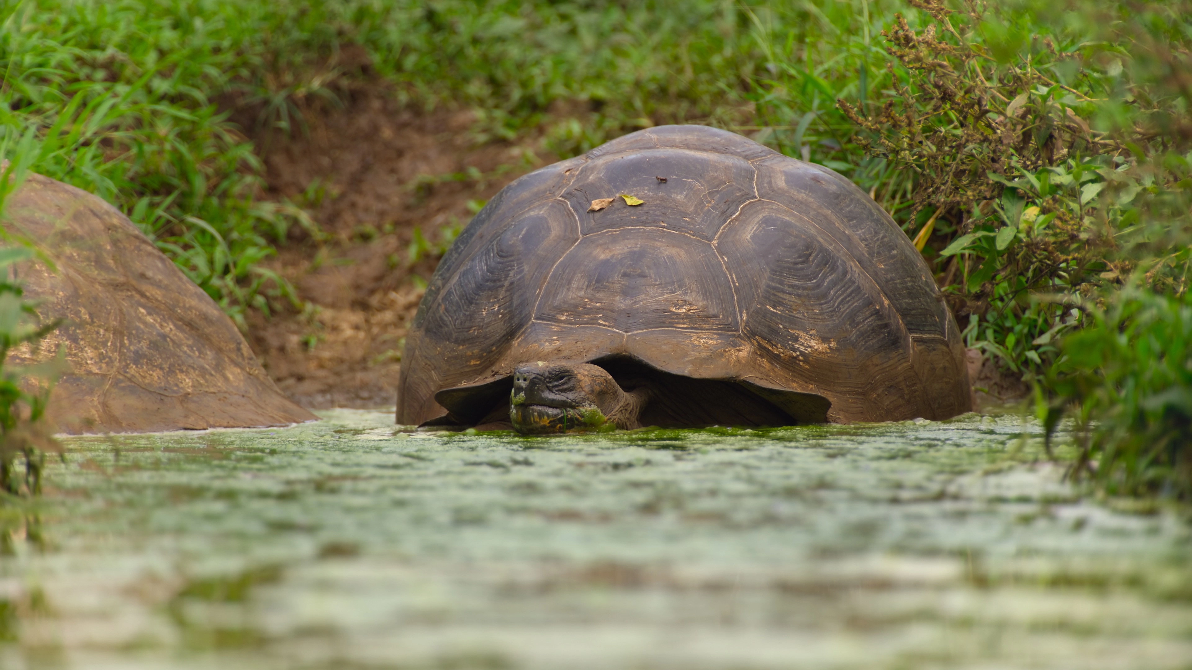 The Secret Lives of Animals