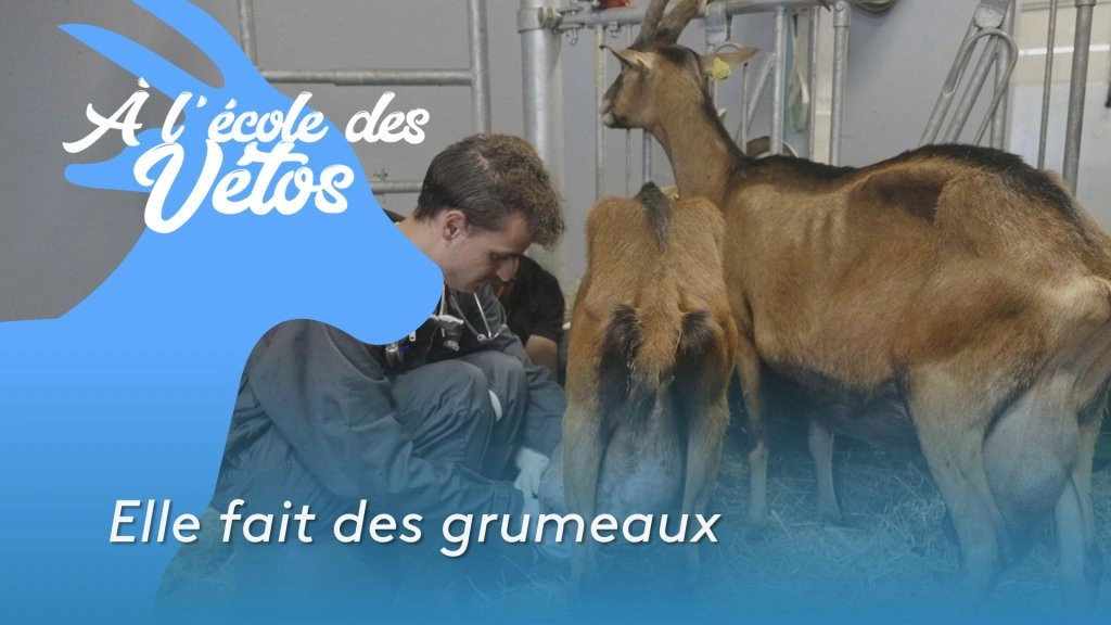 A l'école des vétos